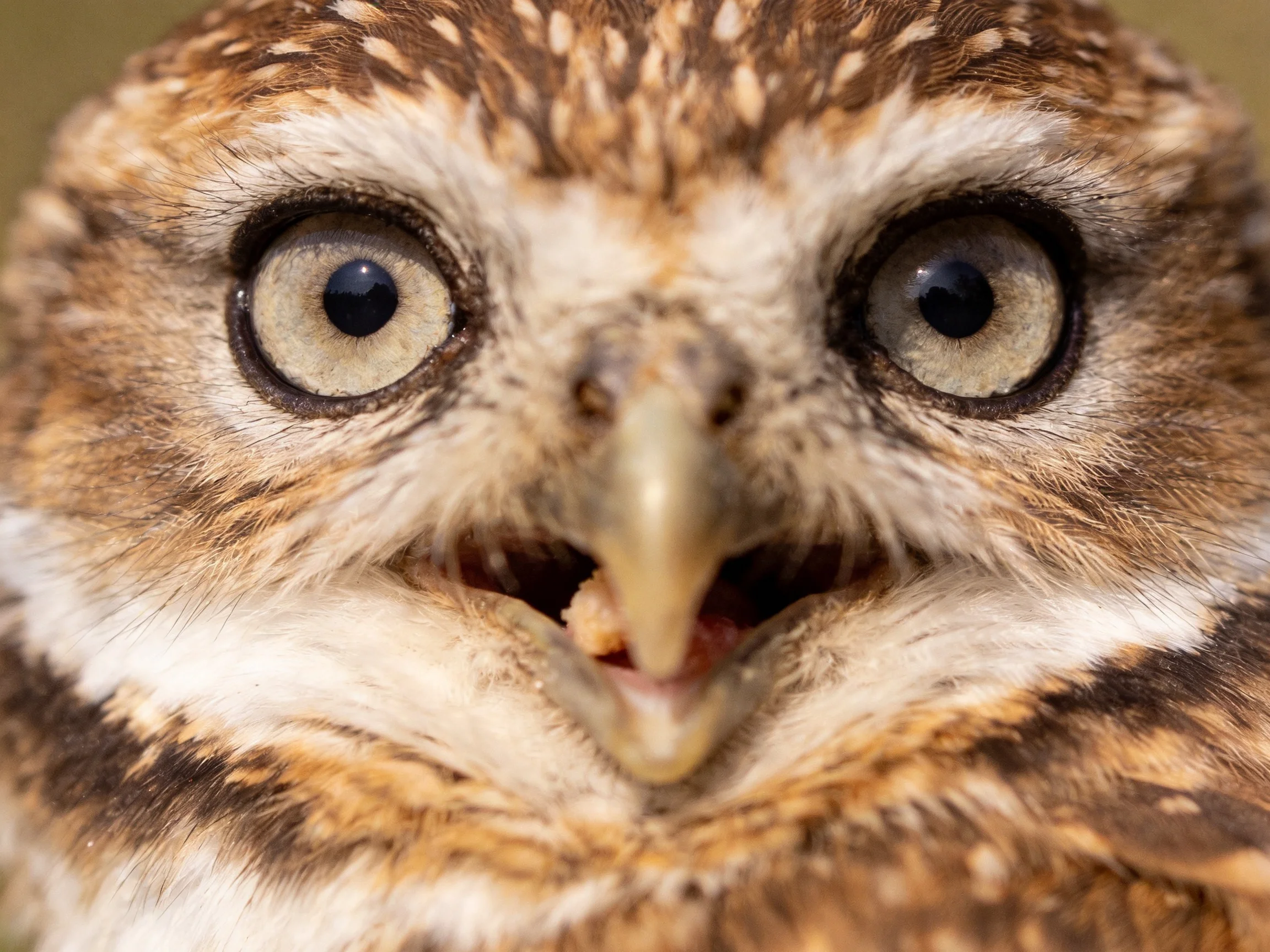 Close - up of a small owl with large round eyes and brown - white feathers