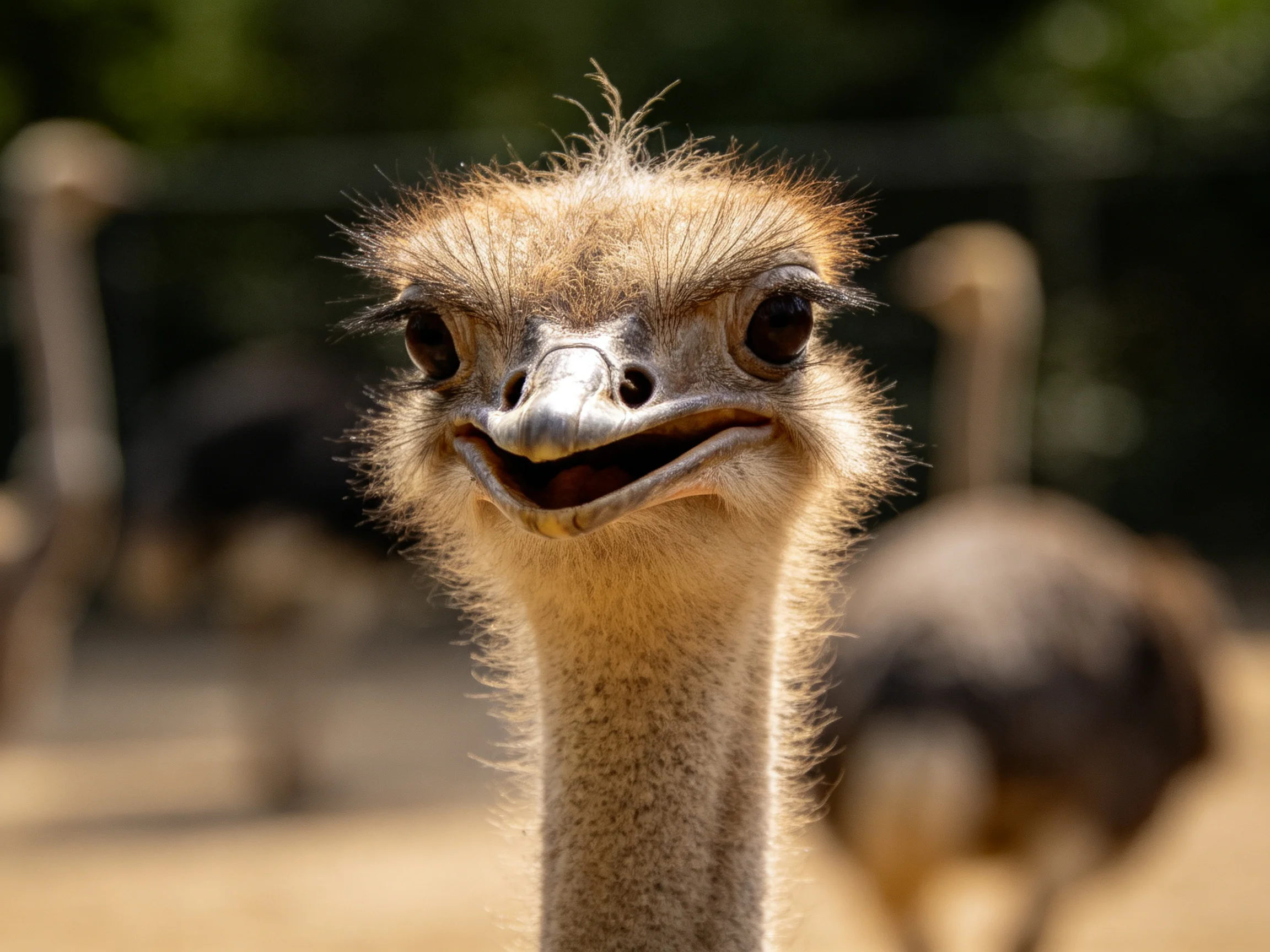 Close-up of a smiling ostrich with companions in background
