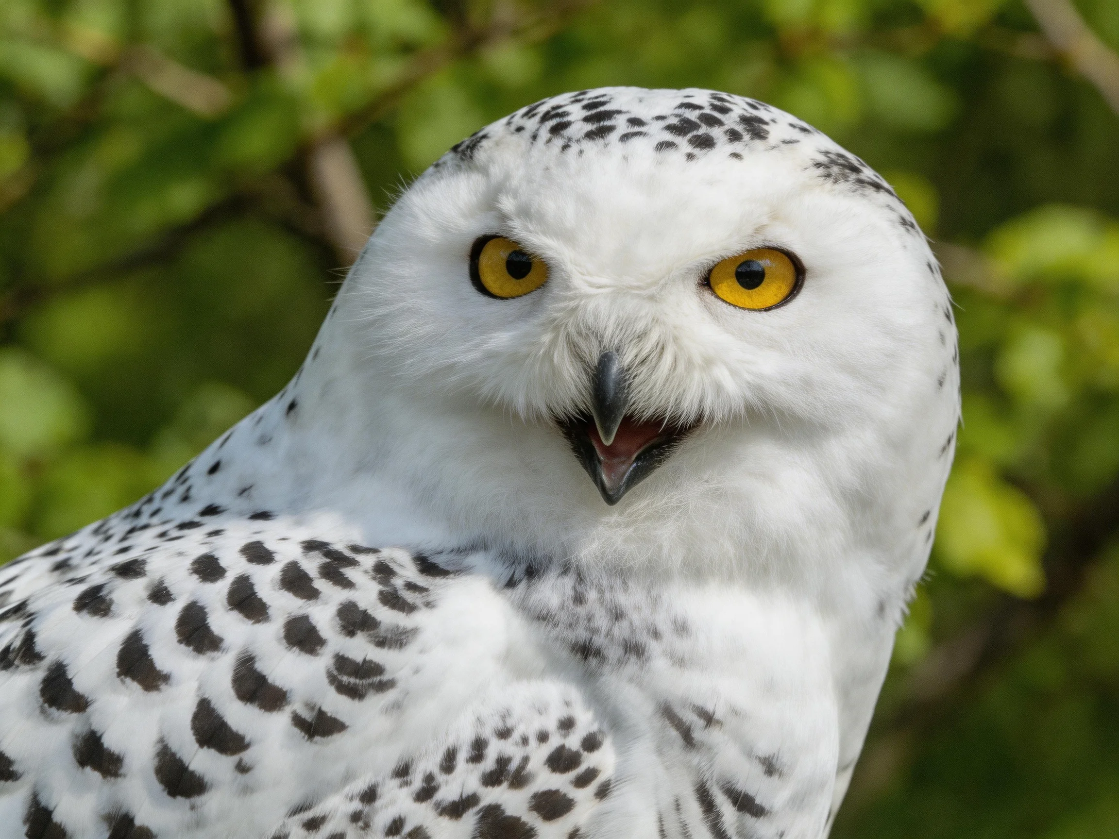 Close-up of a snowy owl with black-spotted white feathers and bright yellow eyes
