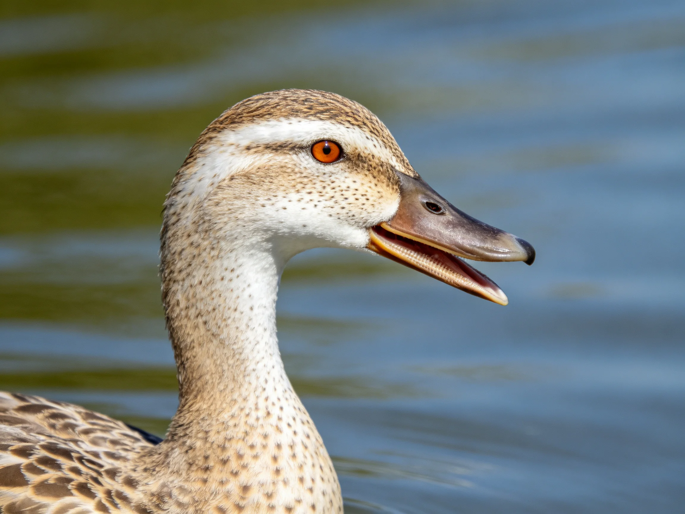 Close - up of a speckled duck with orange eye by calm water