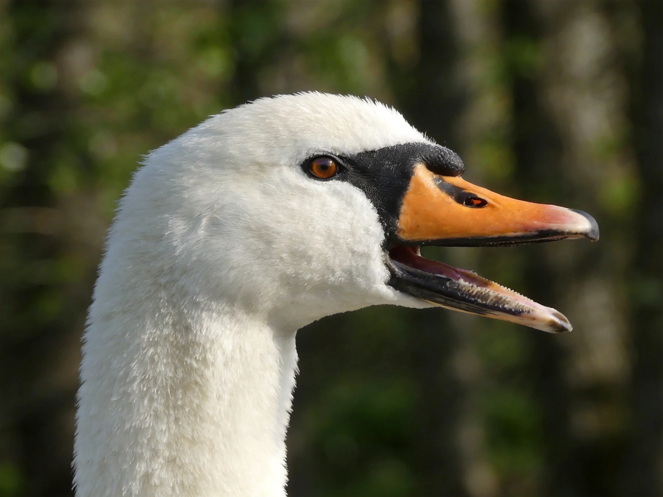 Close - up of a swan with white feathers and orange beak
