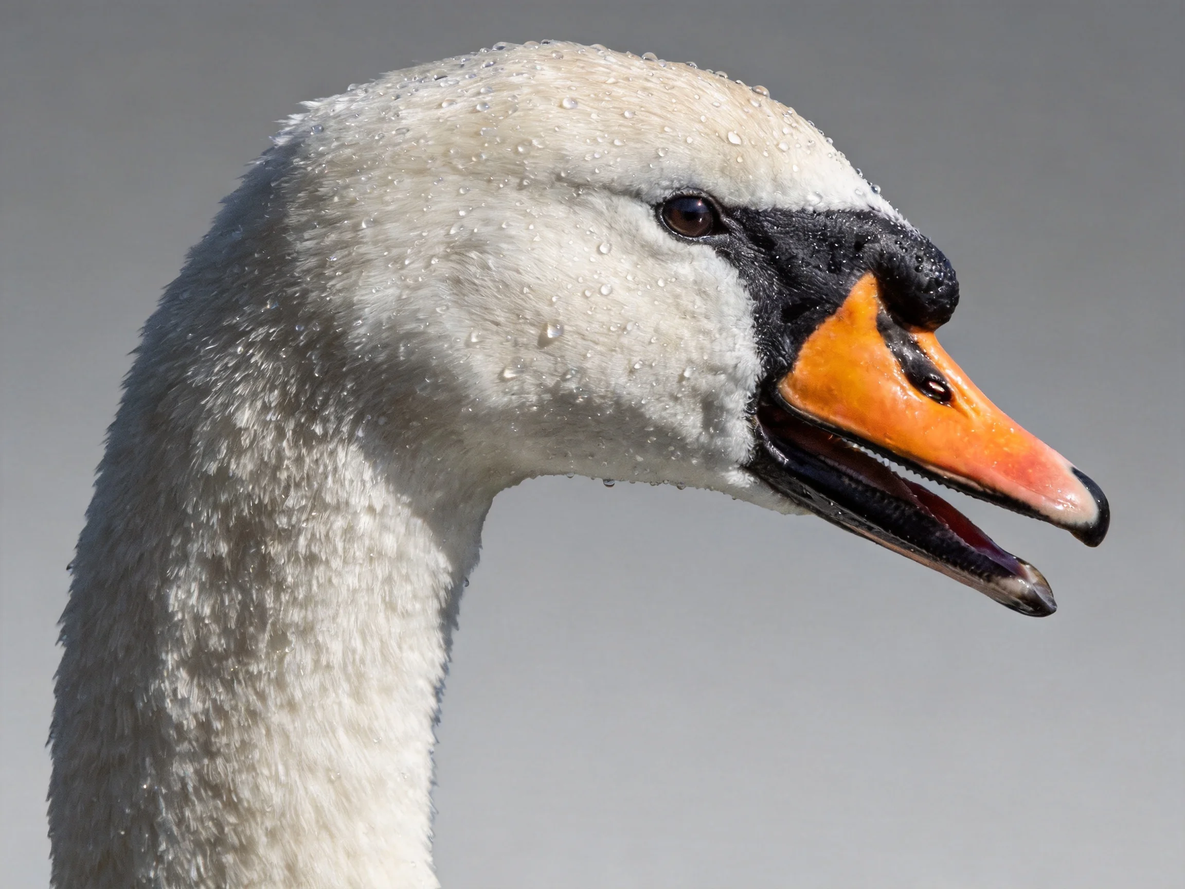 Close-up of a swan with white feathers and water droplets on its head