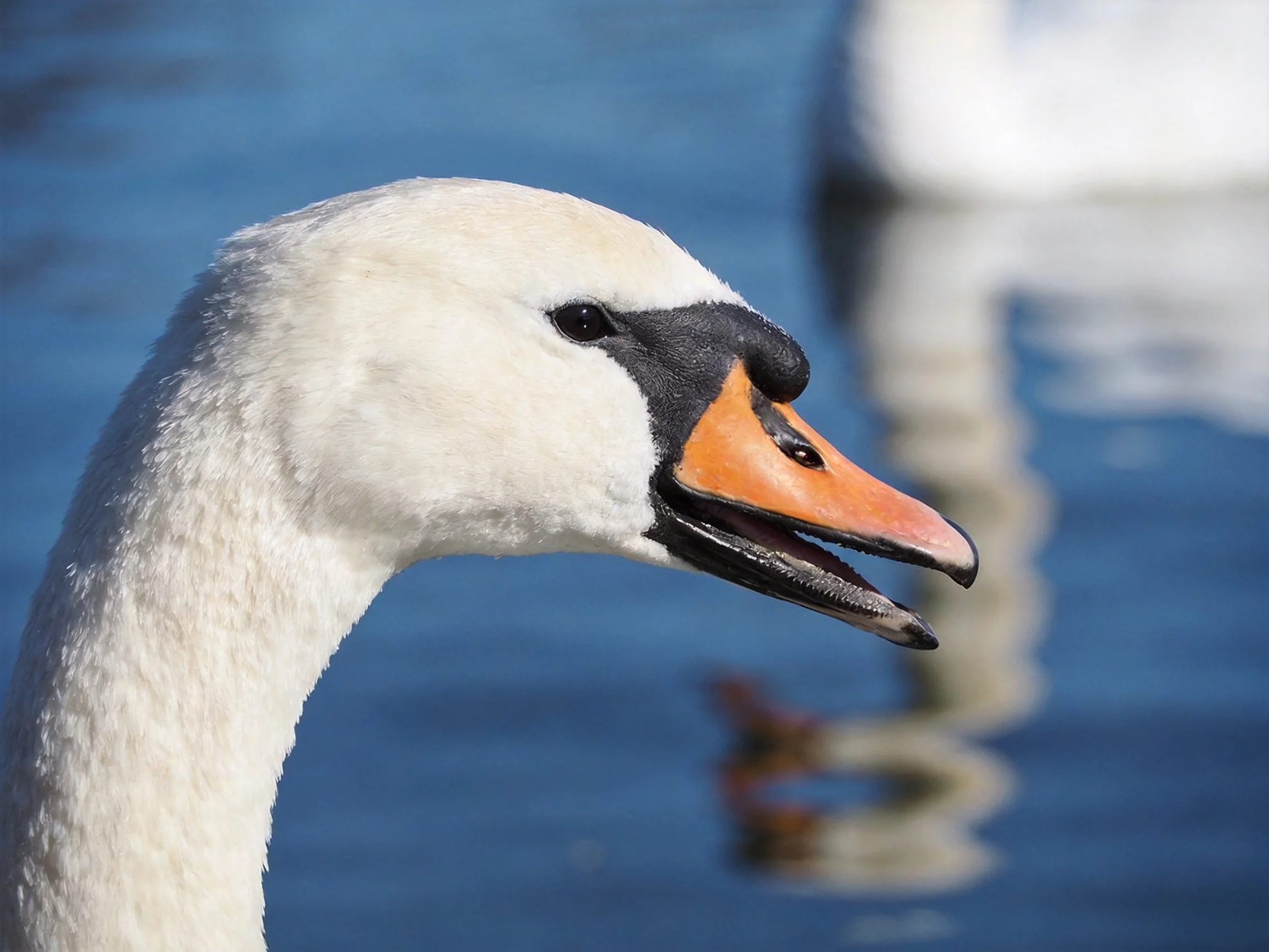 A swan with white feathers and an orange beak is near water.