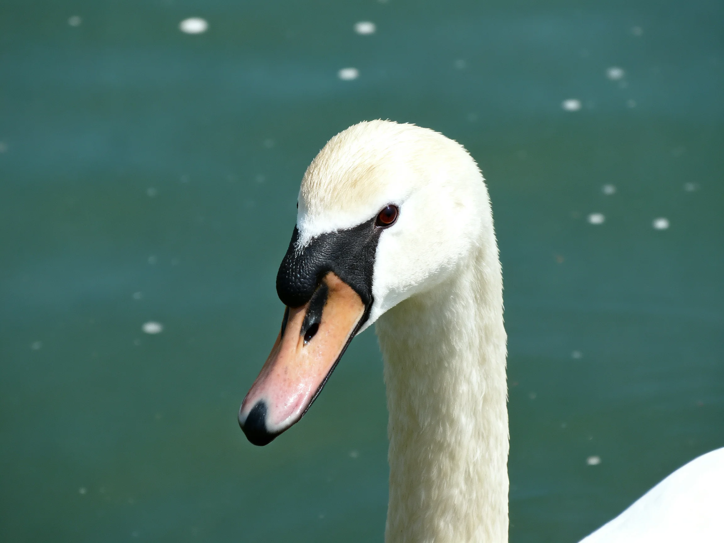 Close-up of a swan with white plumage and black beak