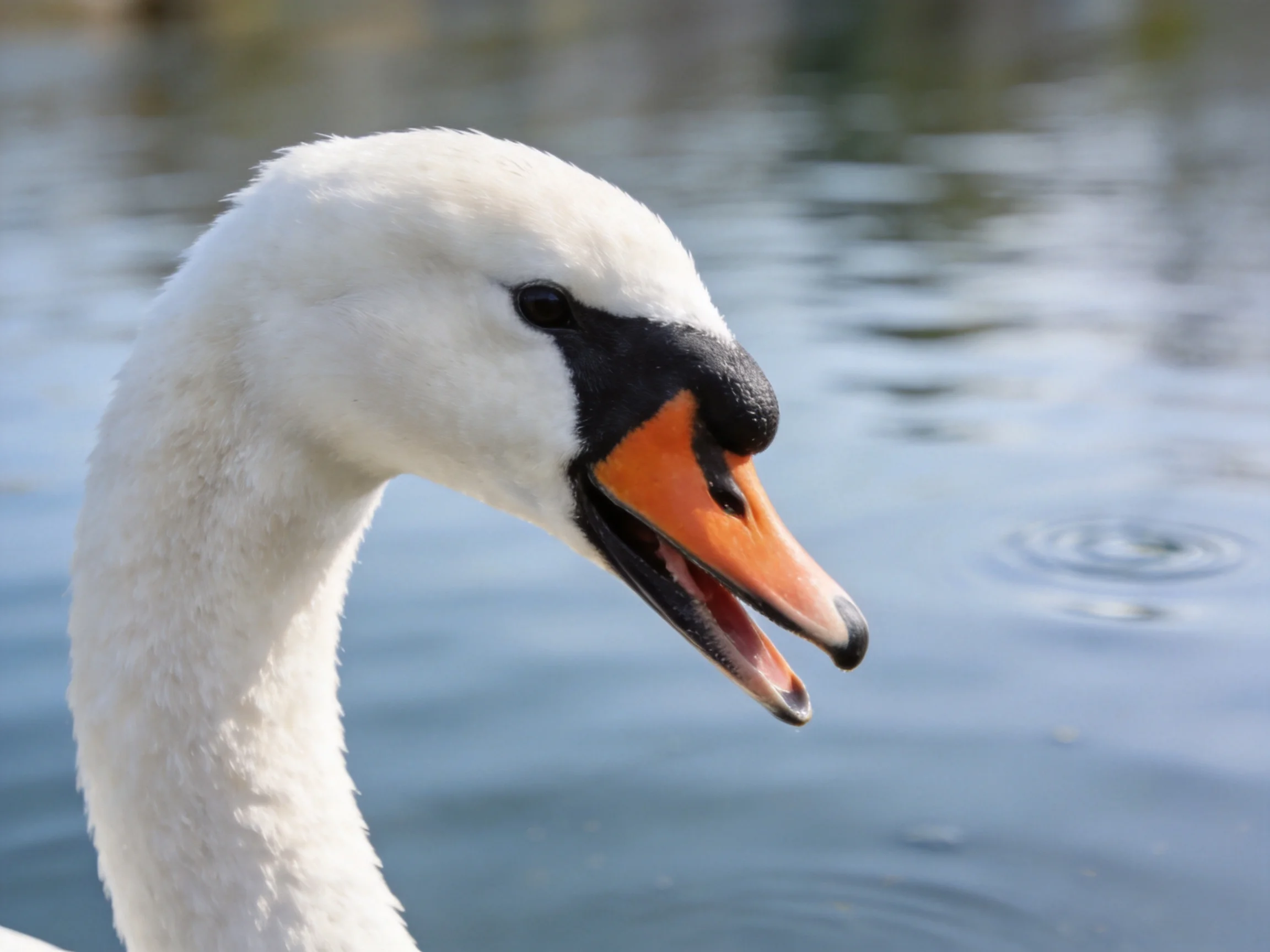 Close-up of a swan with white plumage and orange beak