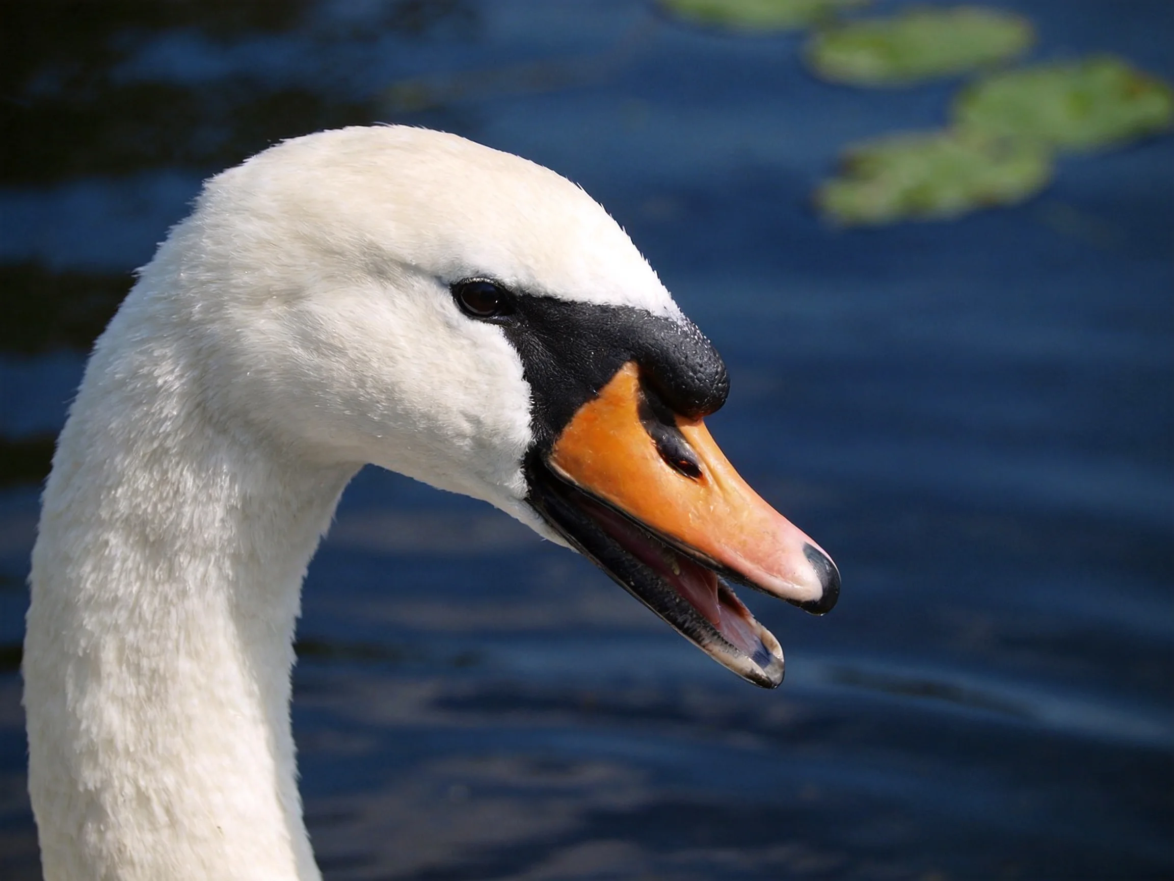 A swan with white feathers and an orange beak is shown near water.