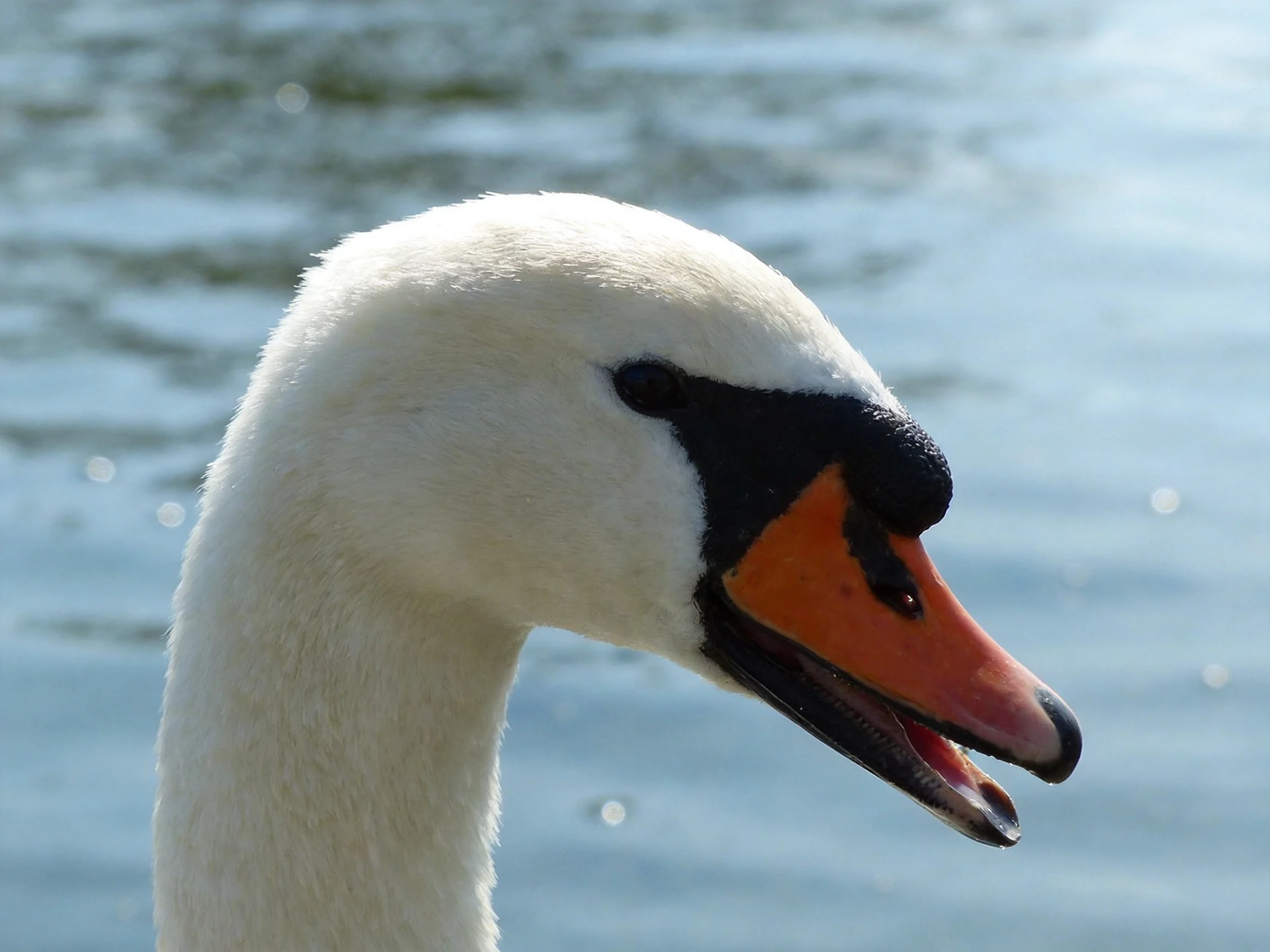 Close-up of a swan with white plumage and orange beak by calm water