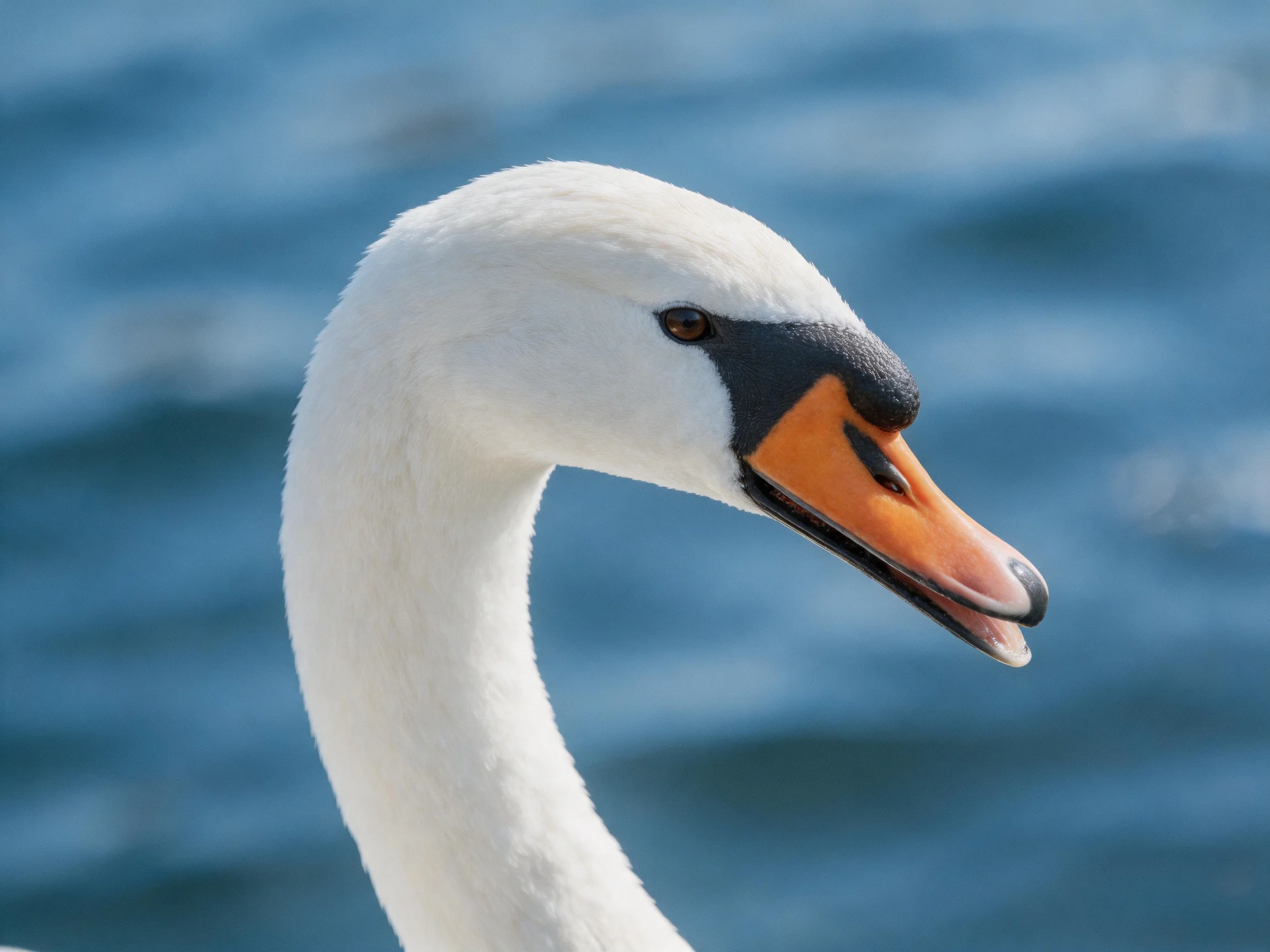 Close - up of a swan with white plumage and orange beak near blue water