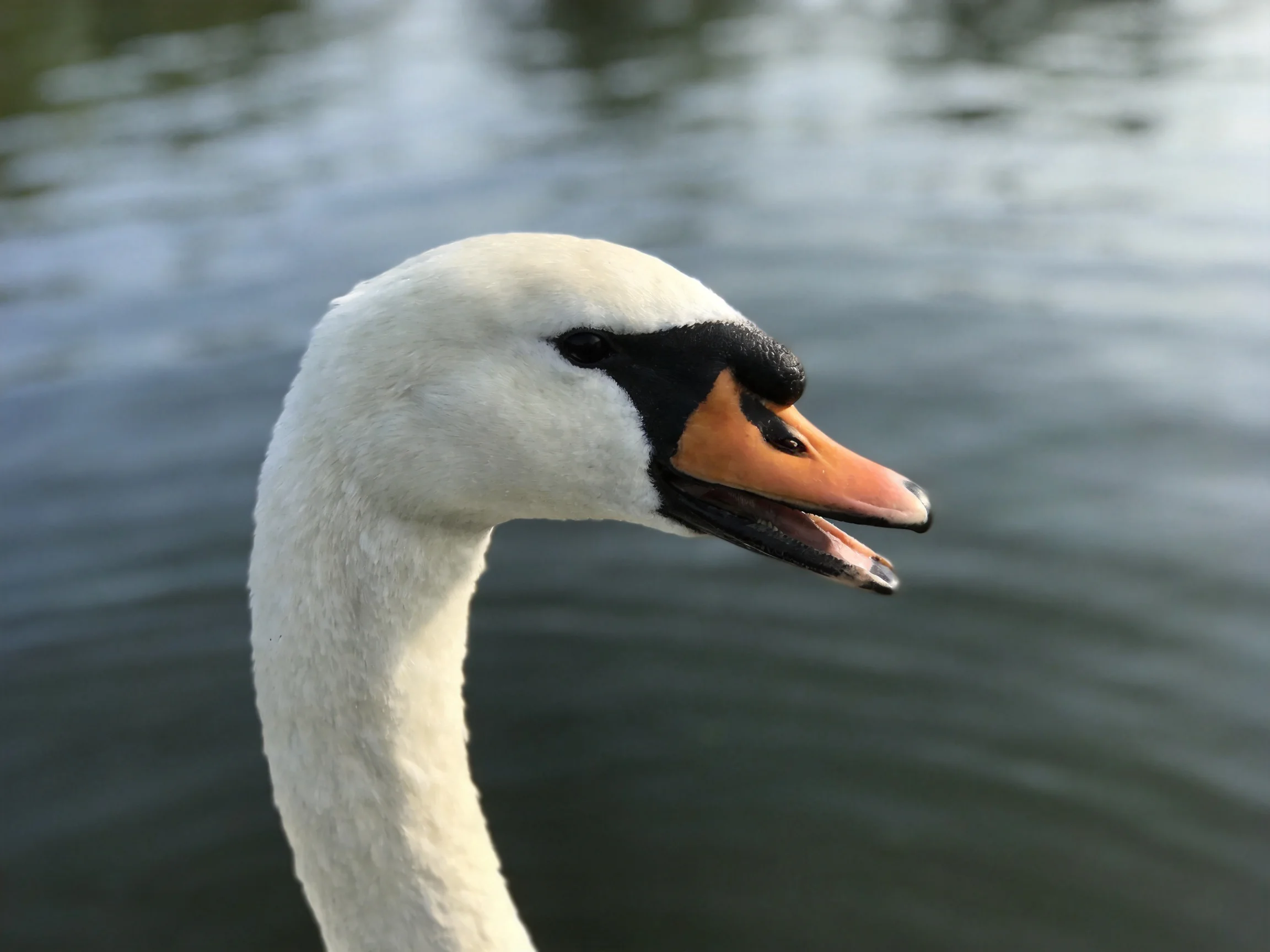 Close-up of a swan with white plumage and orange-black beak by calm water
