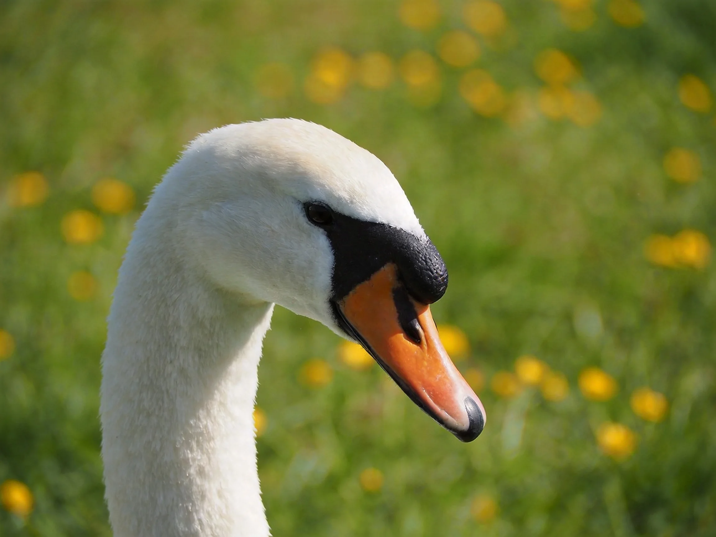 Close-up of a swan with white plumage and orange-black beak near yellow flowers