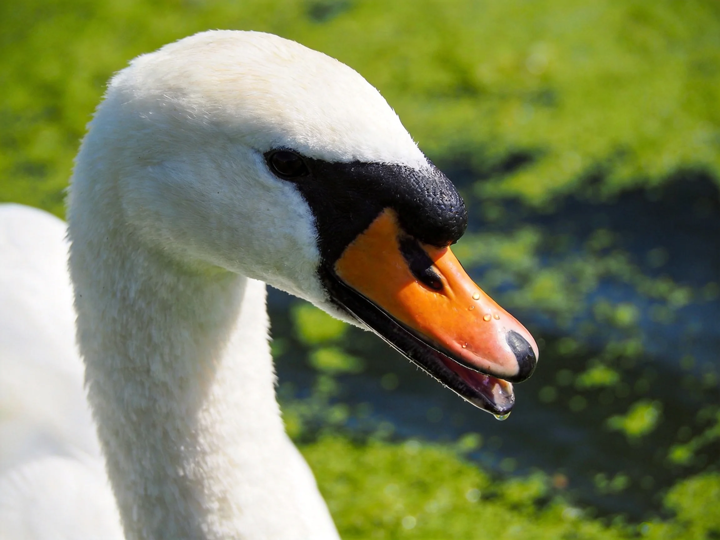 Close-up of a swan with white plumage, black facial markings, and orange beak