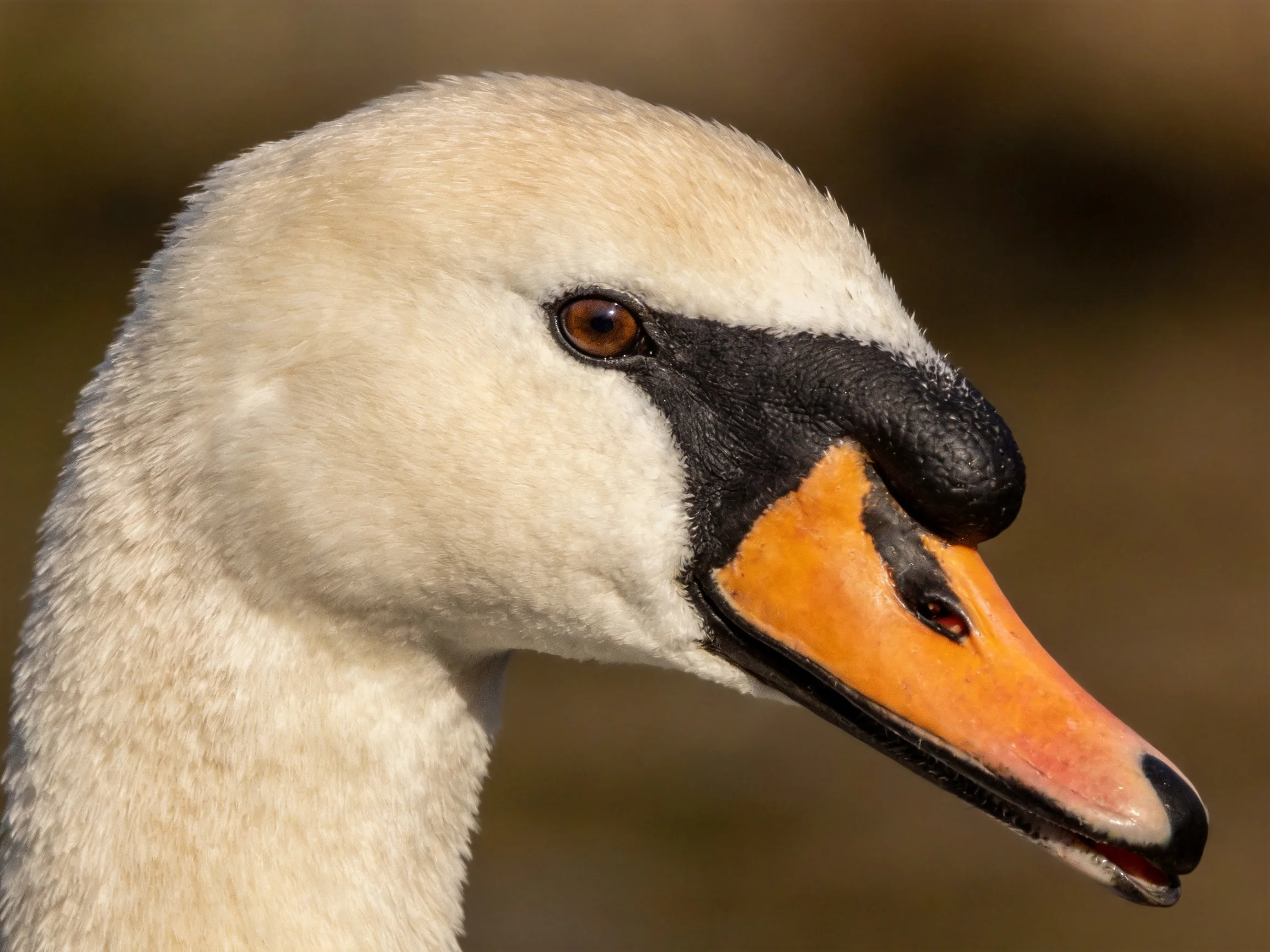 Close - up of a swan’s head with white plumage and orange - black beak