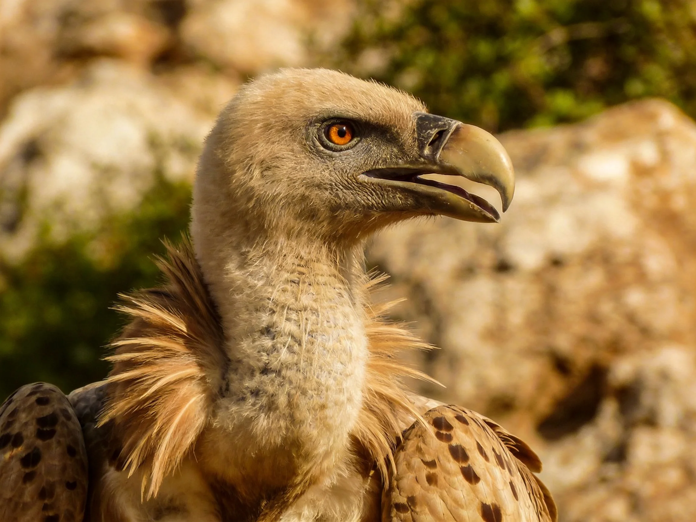 Close-up of a tan-headed vulture with orange eyes near rocks