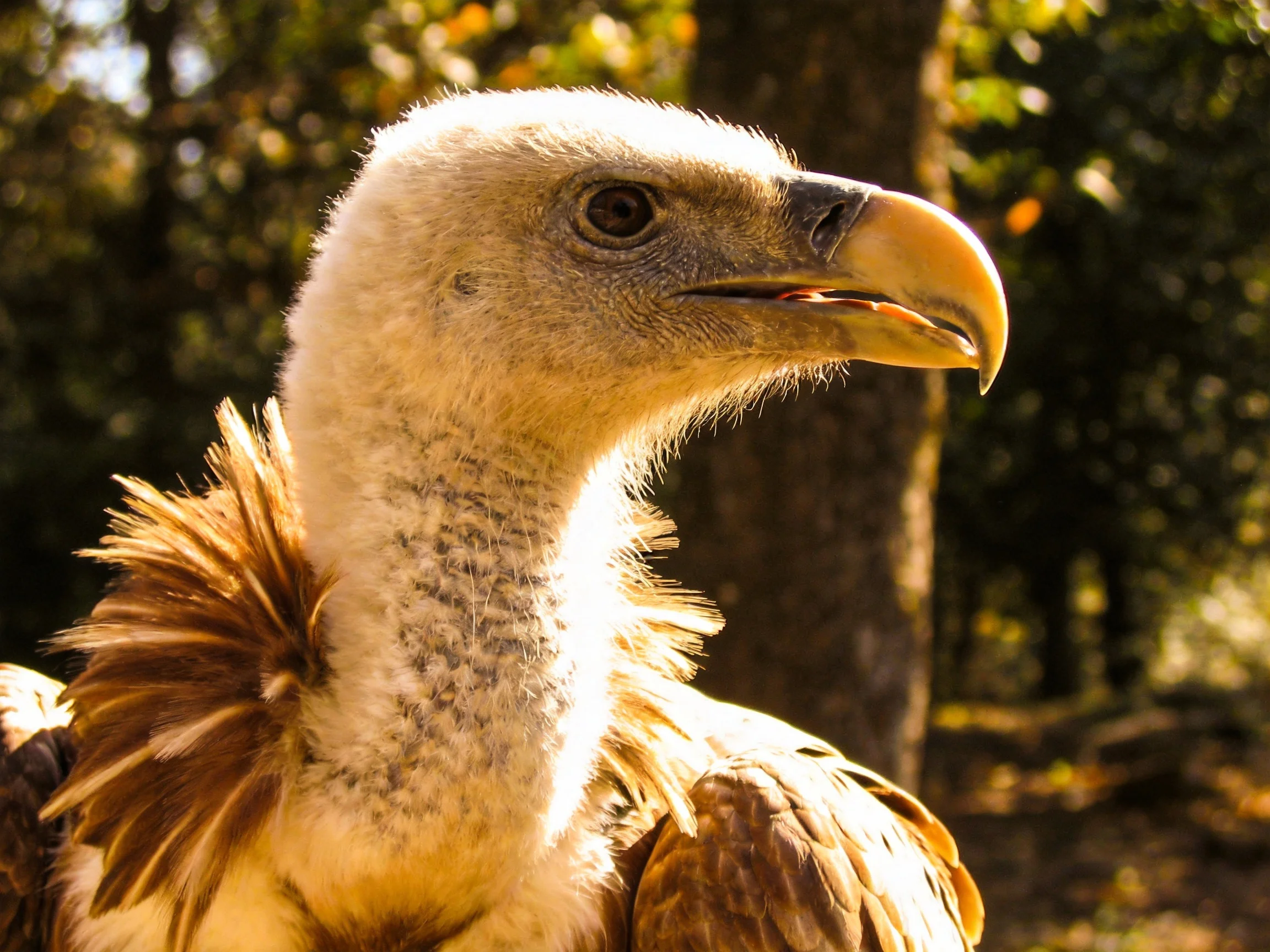 Close - up of a vulture with a large yellow beak and brown plumage