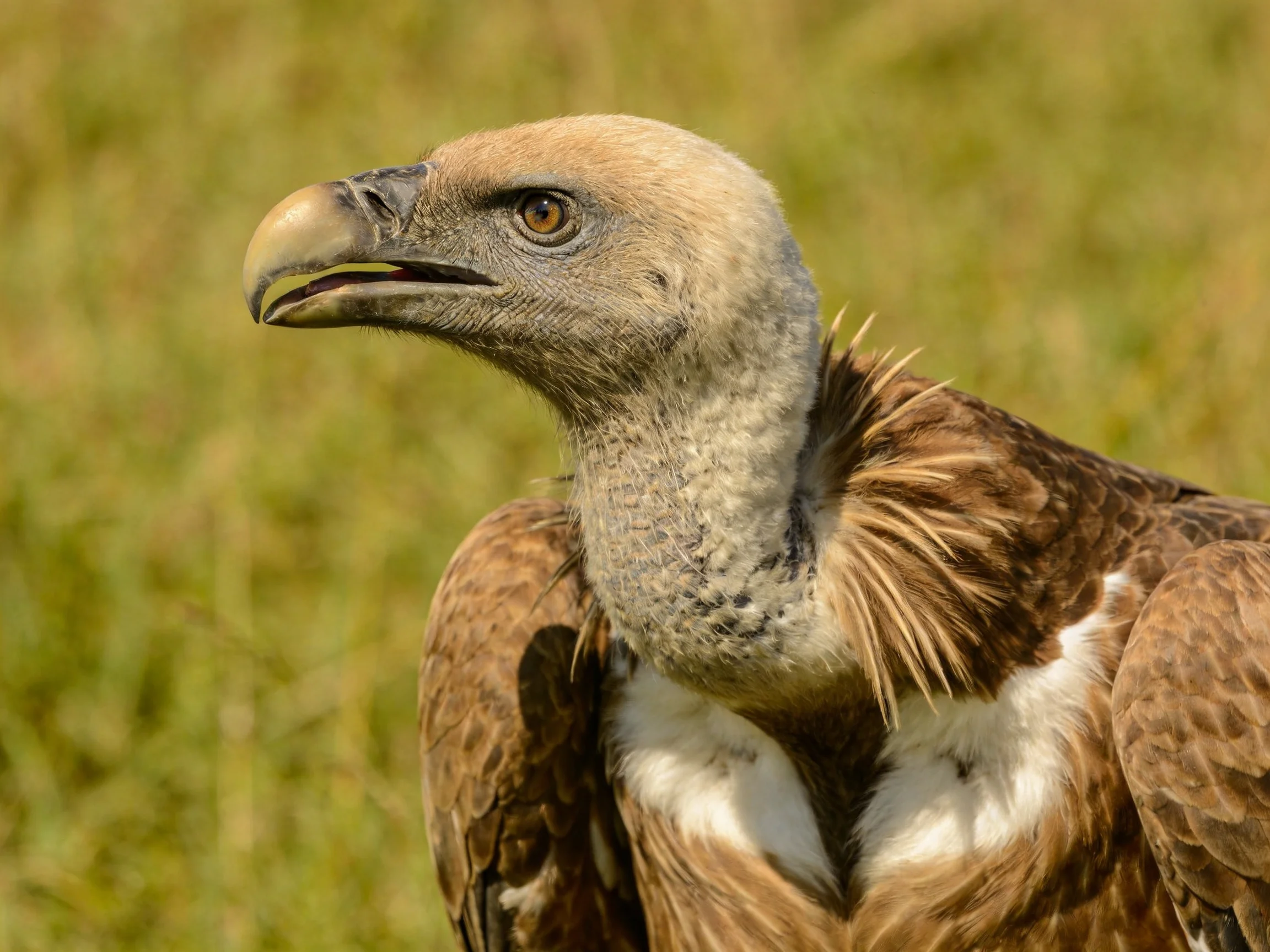 Close-up of a vulture with brown and white plumage