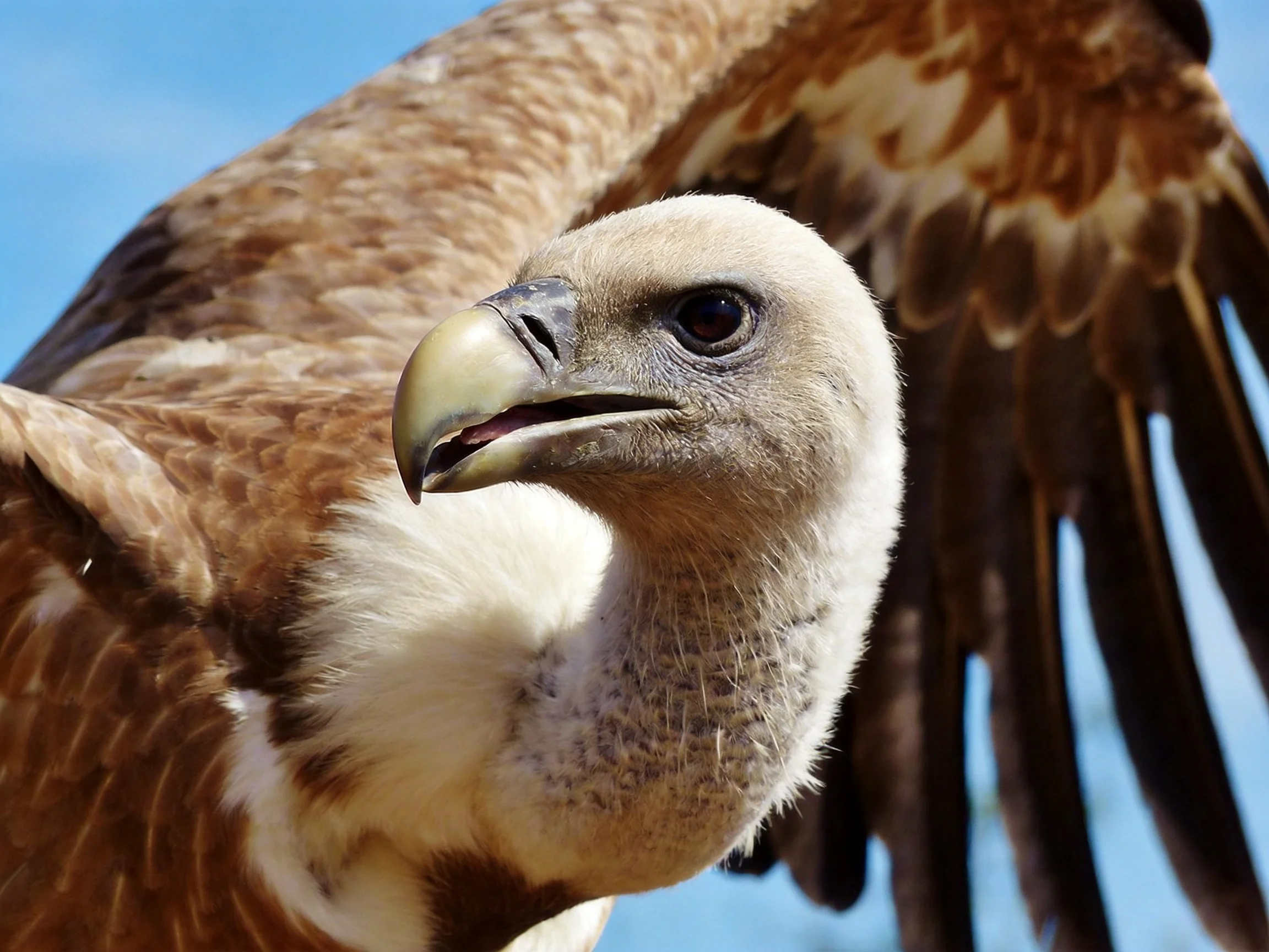 Close - up of a vulture with brown wings and white head