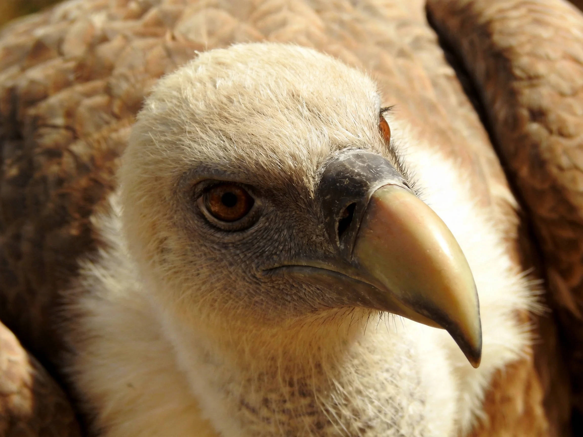 Close - up of a vulture with pale head and brown wings
