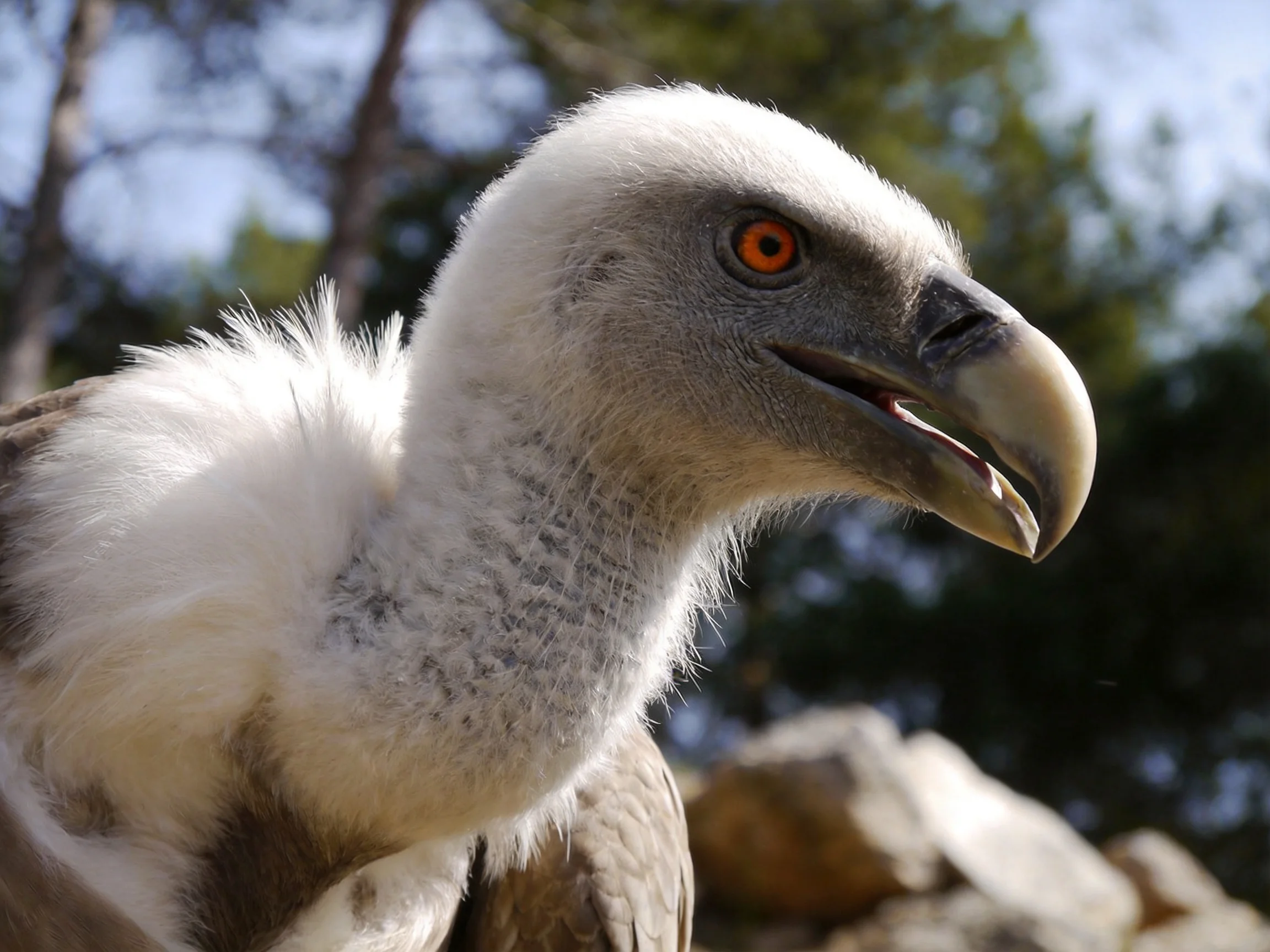 Close-up of a vulture with white neck feathers and an orange eye