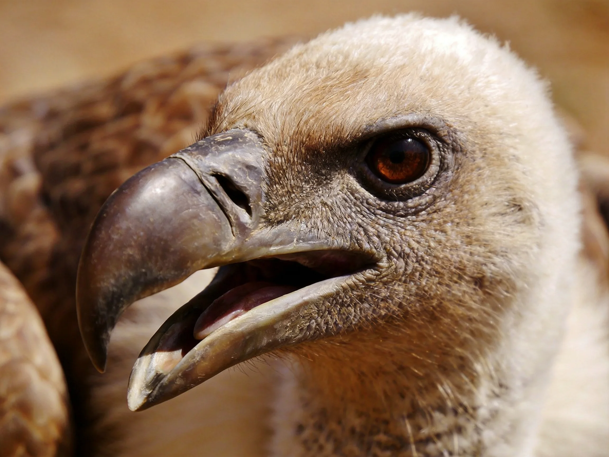 Close-up of a vulture’s head with brown and beige plumage