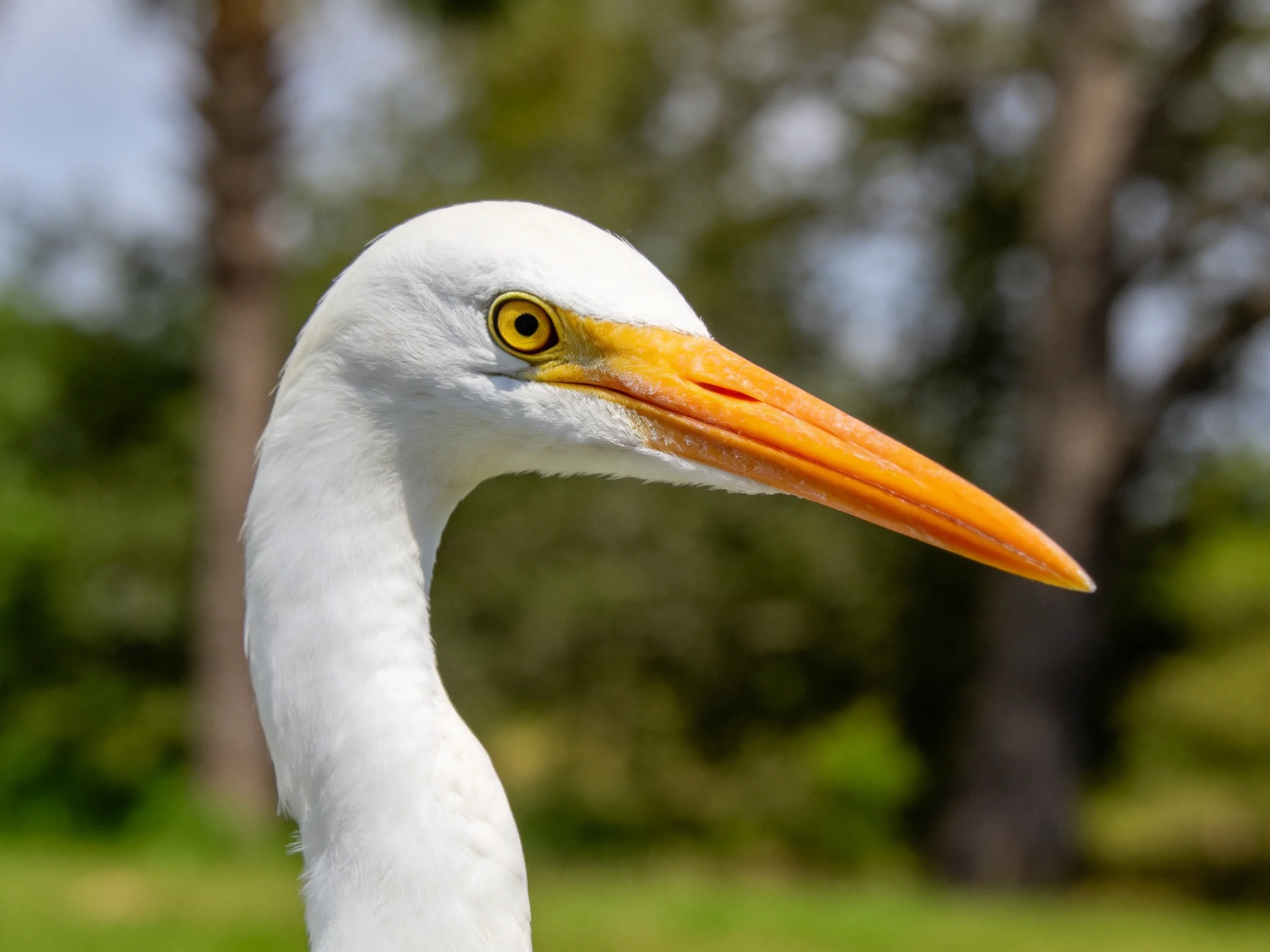 Close - up of a white egret with an orange beak