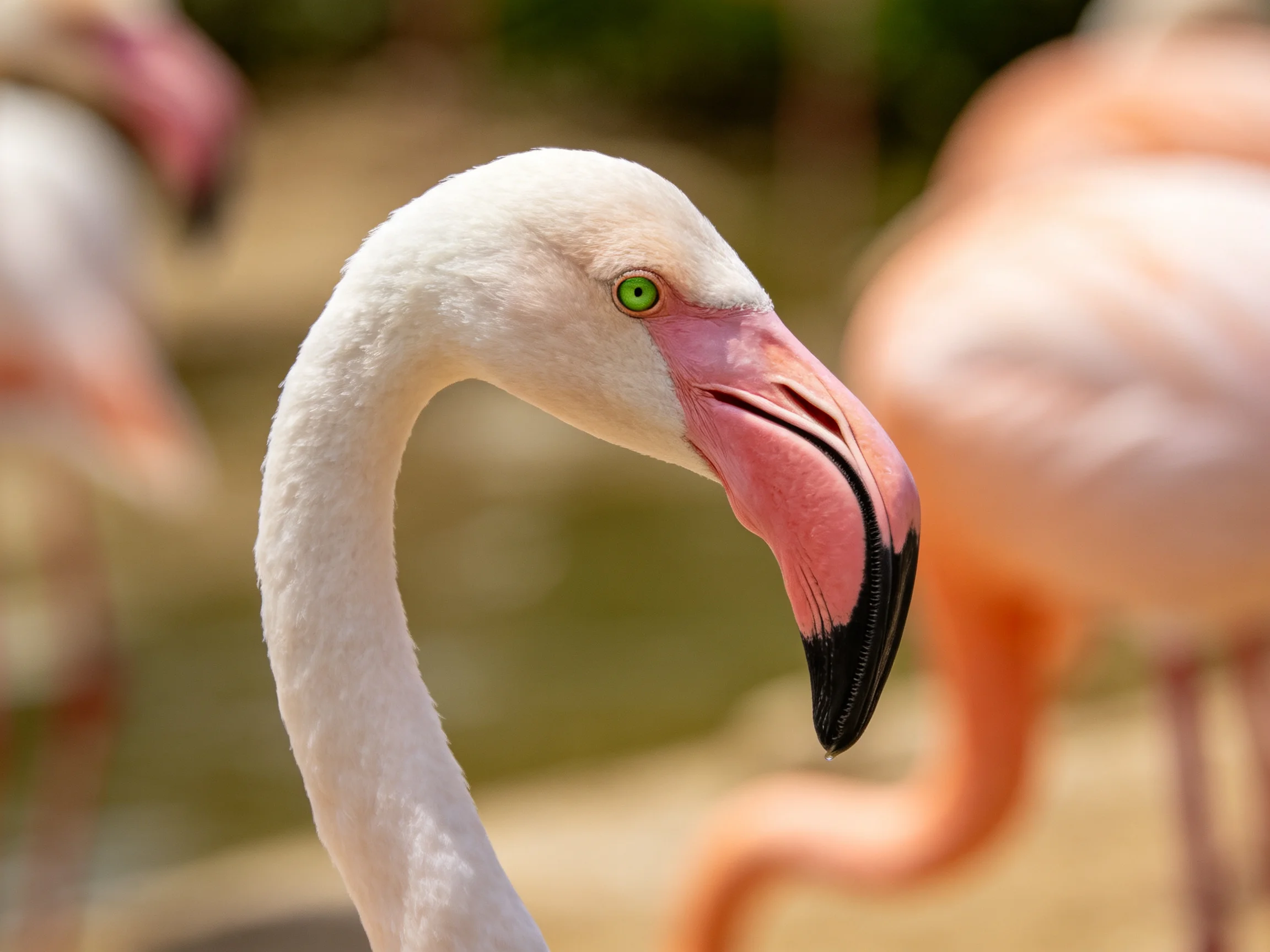 A flamingo with a pink beak and green eye is shown up close, with other flamingos blurred in the background.