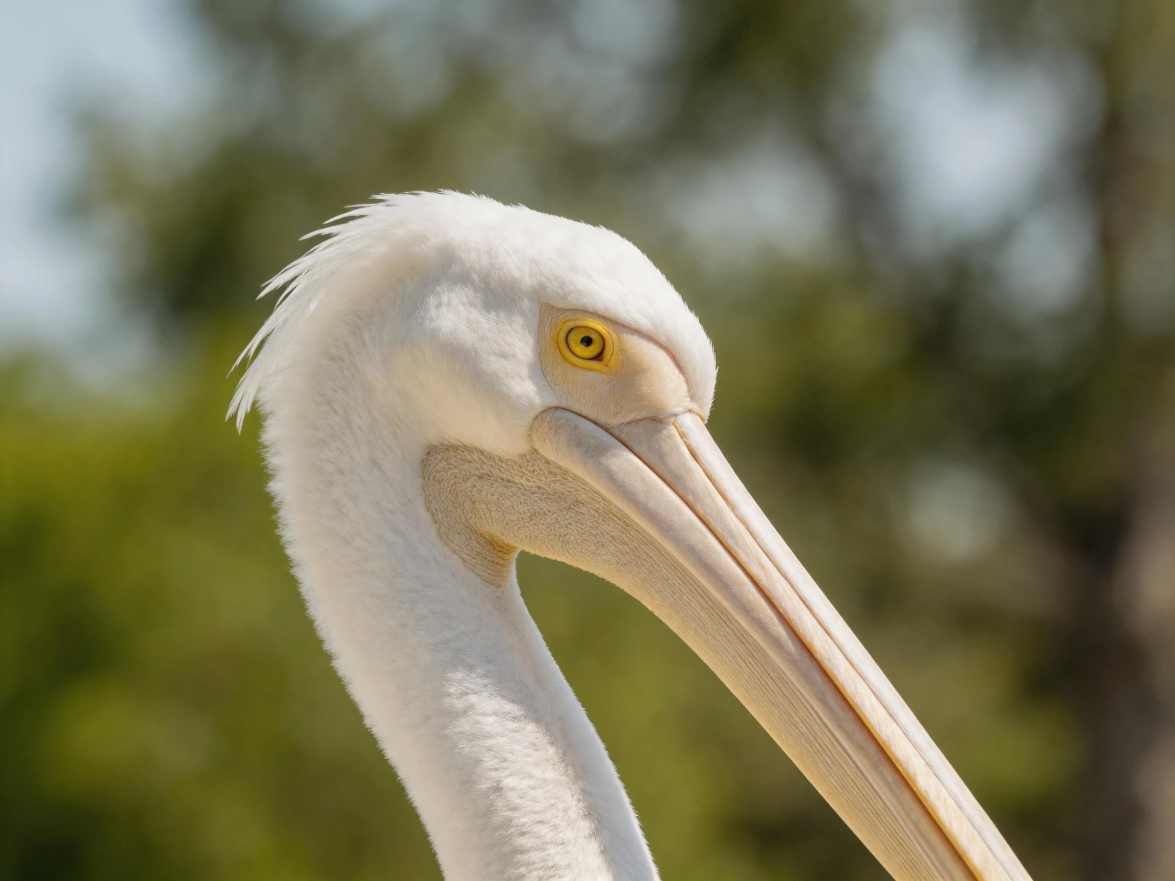 Close-up of a white-feathered pelican with a long beige beak