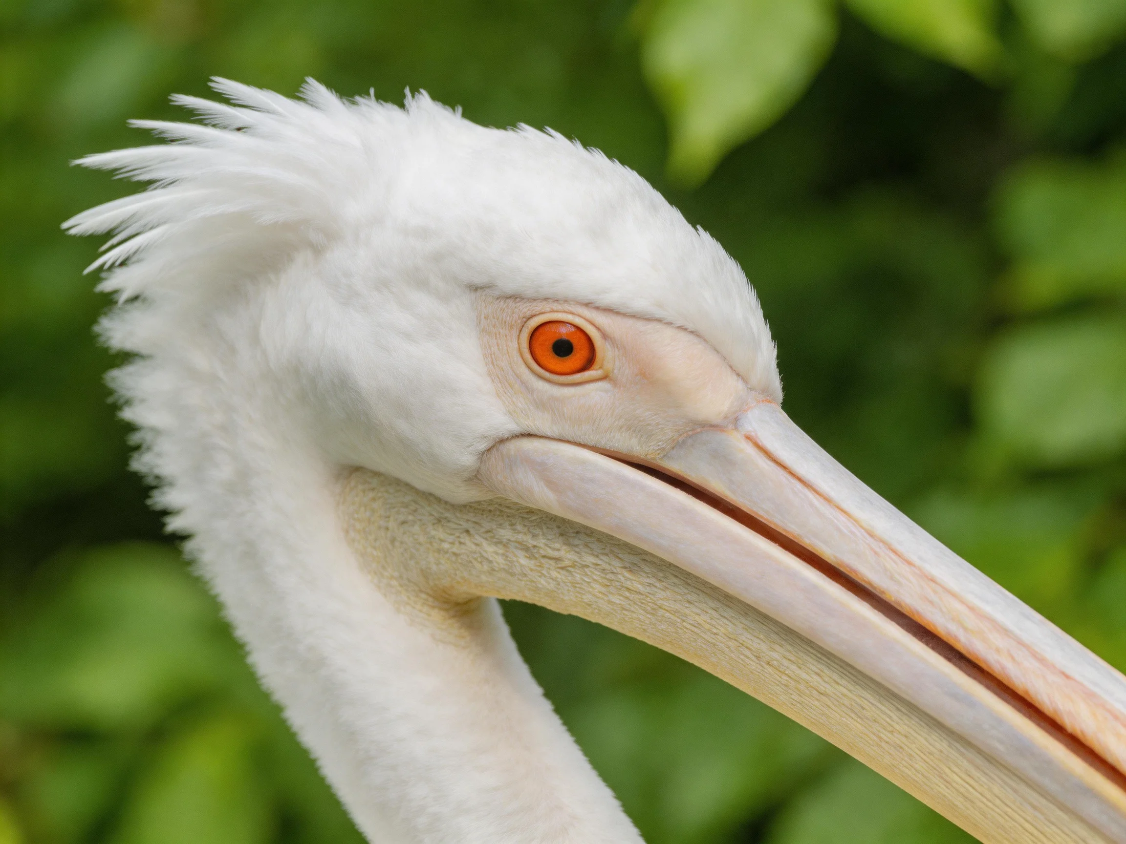 A close-up shows a pelican with vivid orange eyes and white plumage.