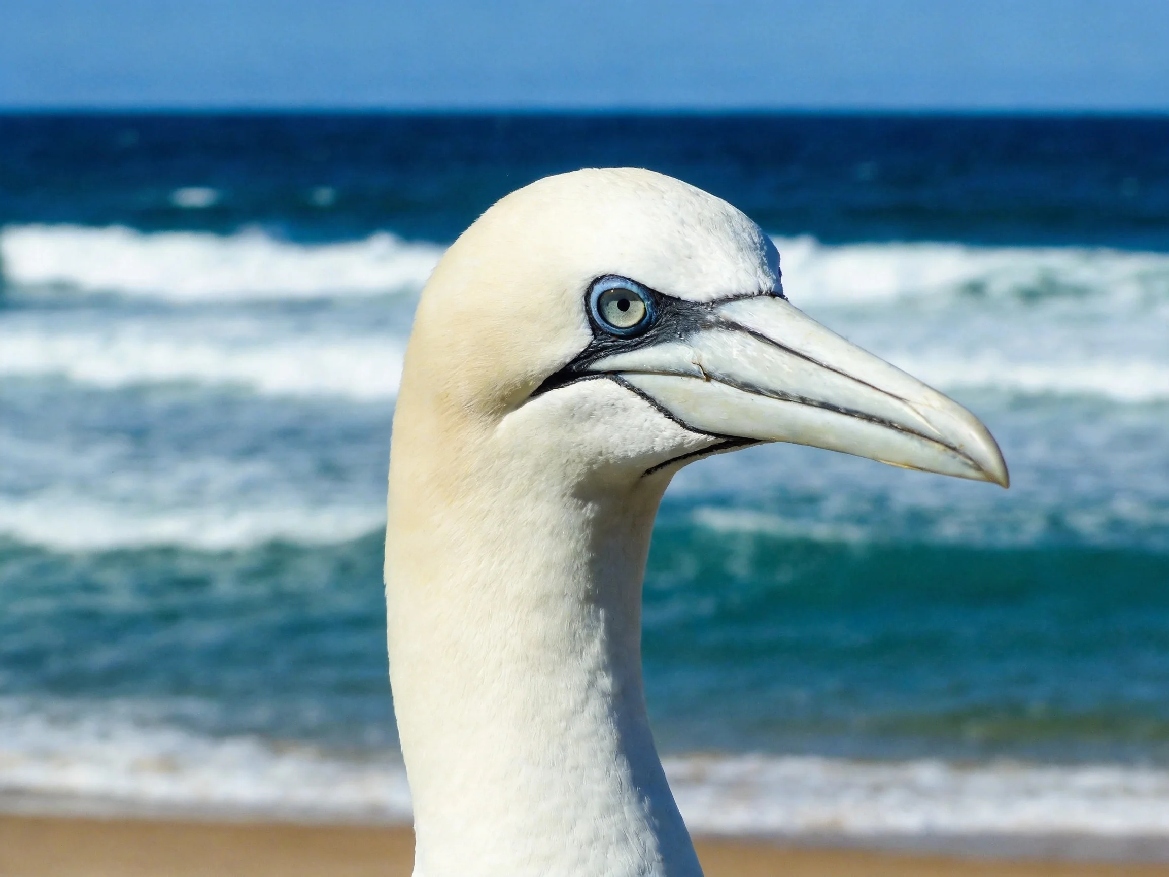 Close-up of a white-feathered seabird near turquoise ocean waves