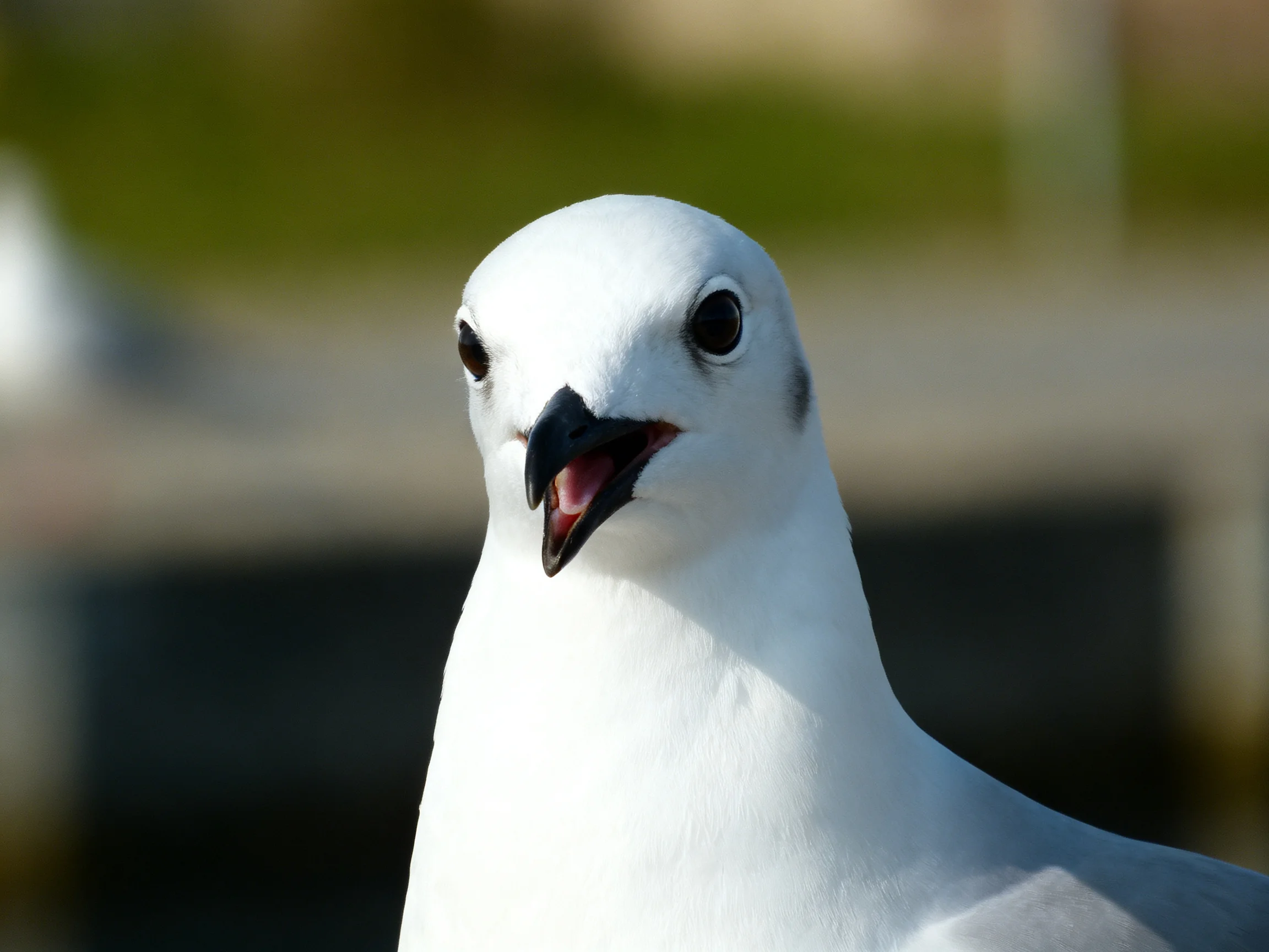 Close-up of a white-feathered seabird with open beak