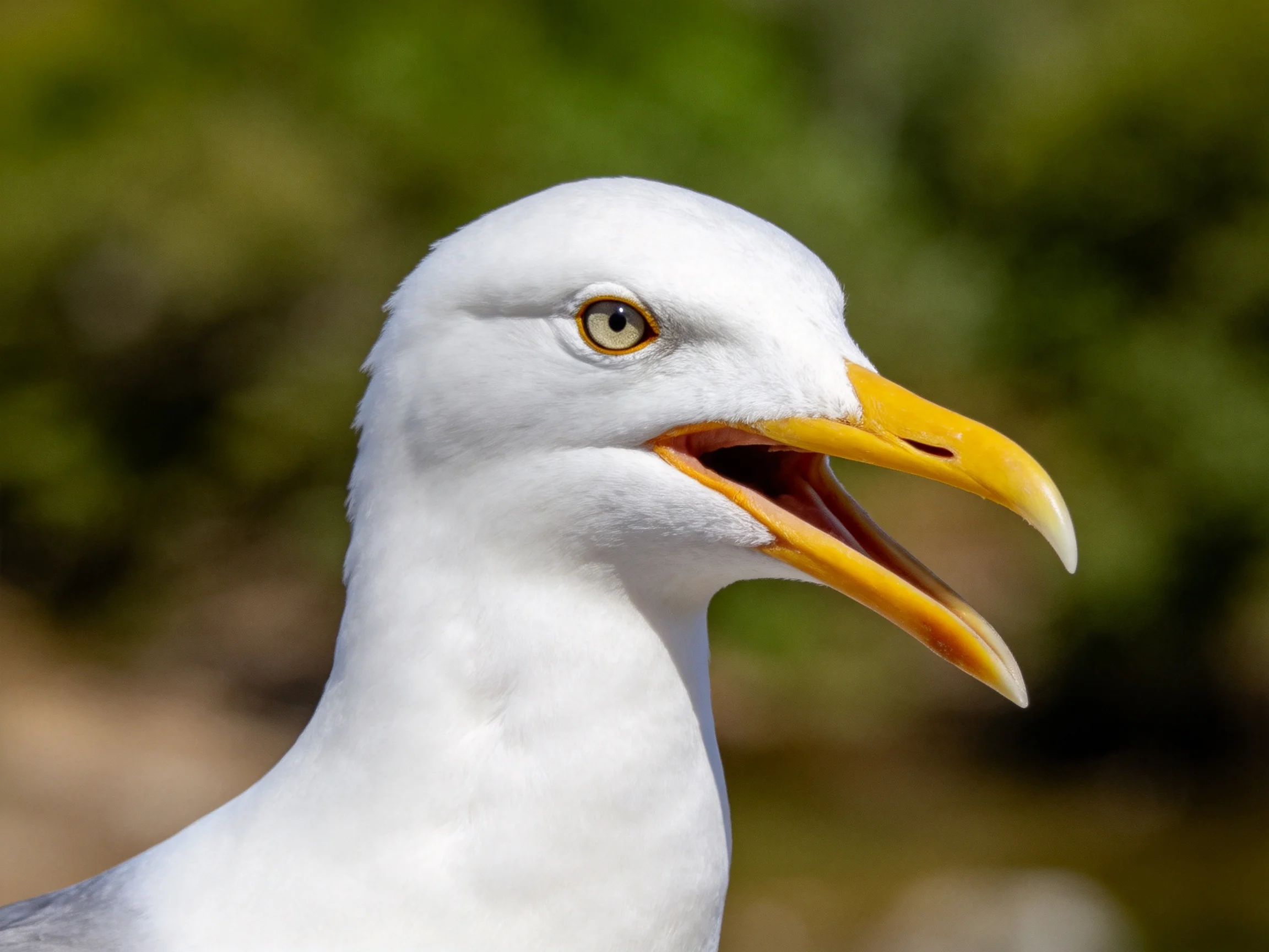 Close-up of a white-feathered seagull with open yellow beak