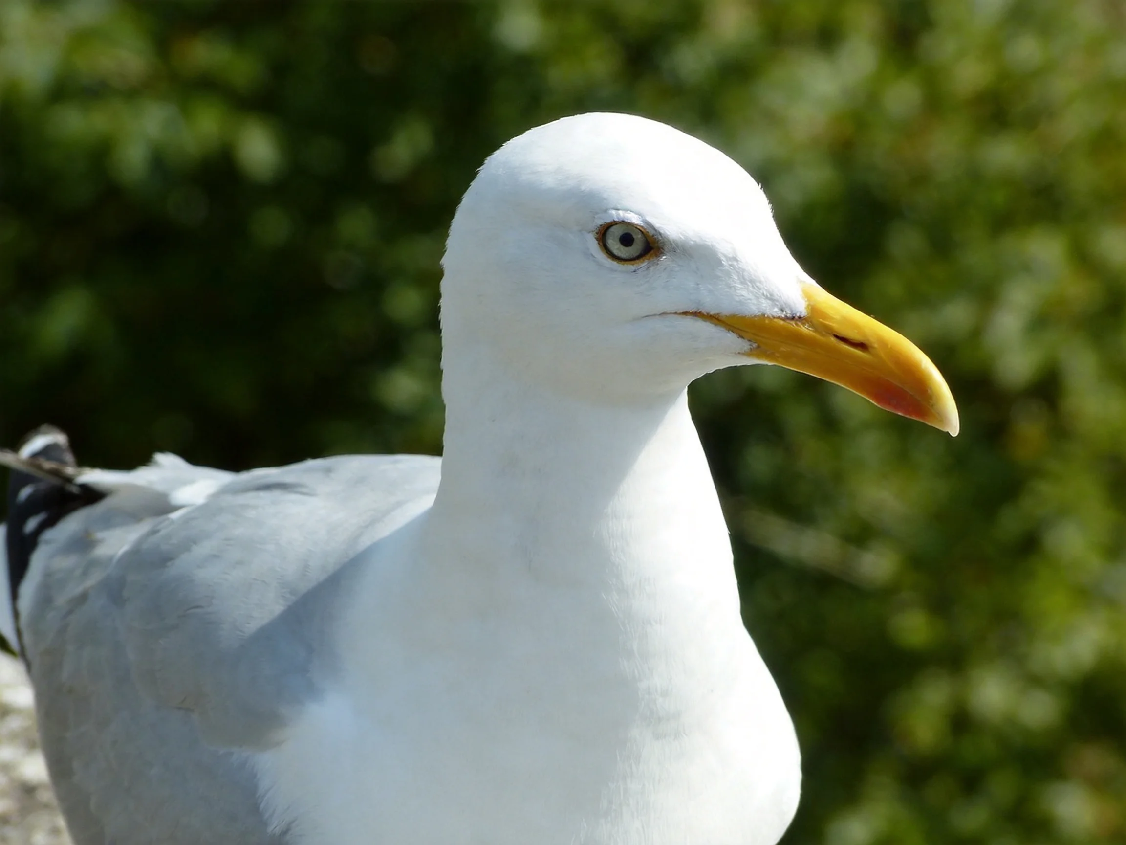 Close-up of a white-feathered seagull with yellow beak near green foliage
