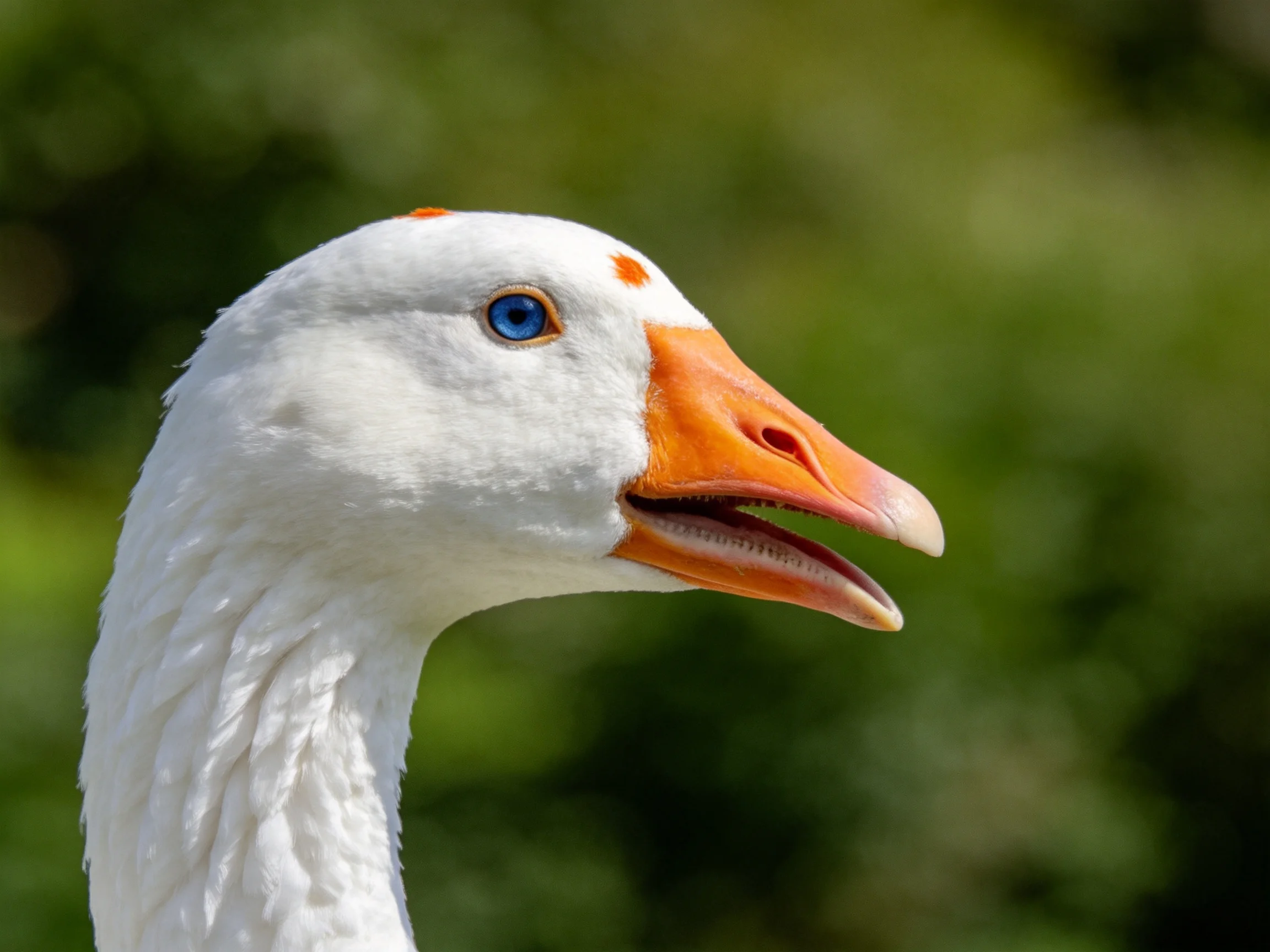 Close-up of a white goose with an orange beak and blue eye