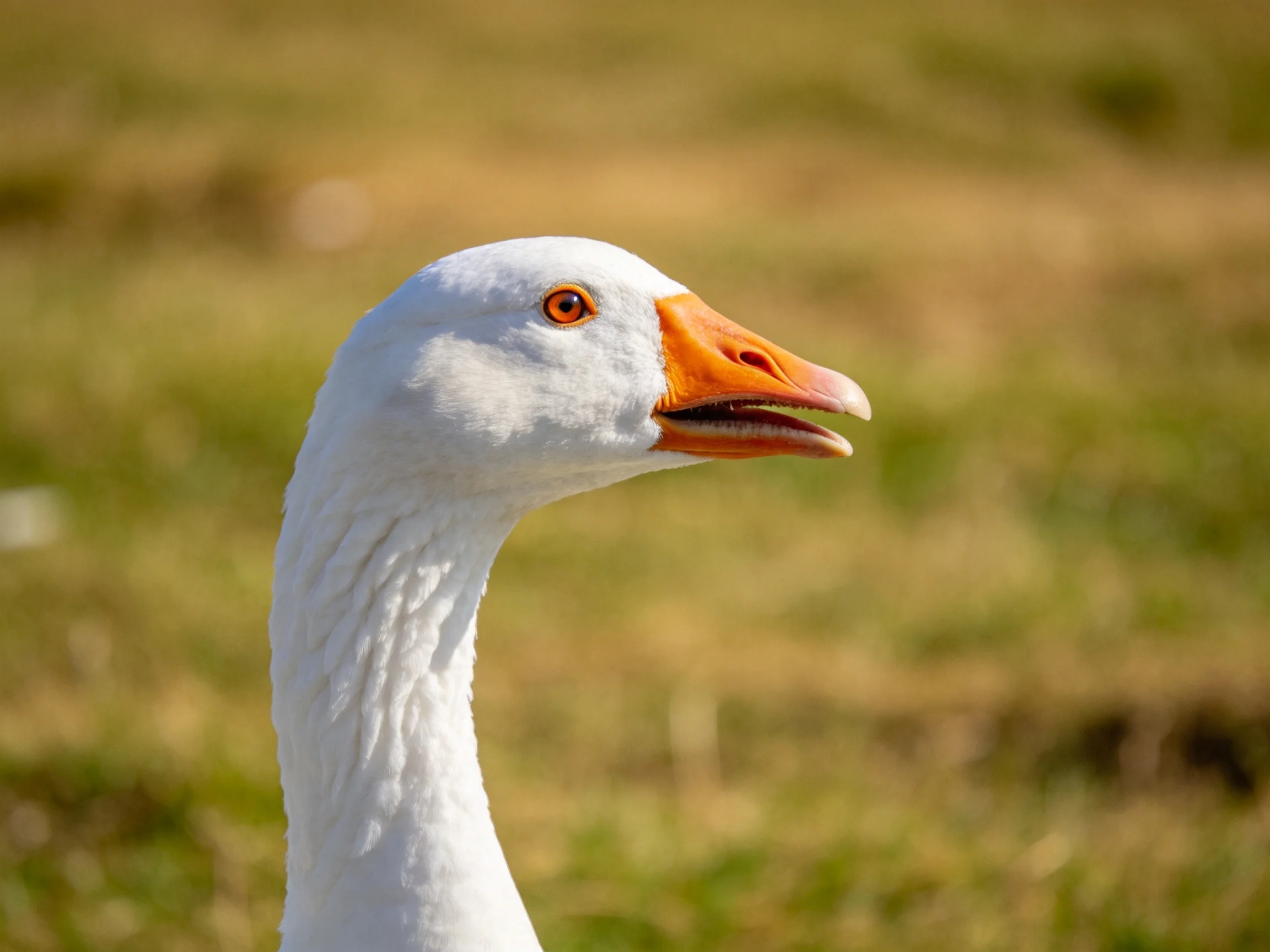 Close-up of a white goose with an orange beak in a grassy field