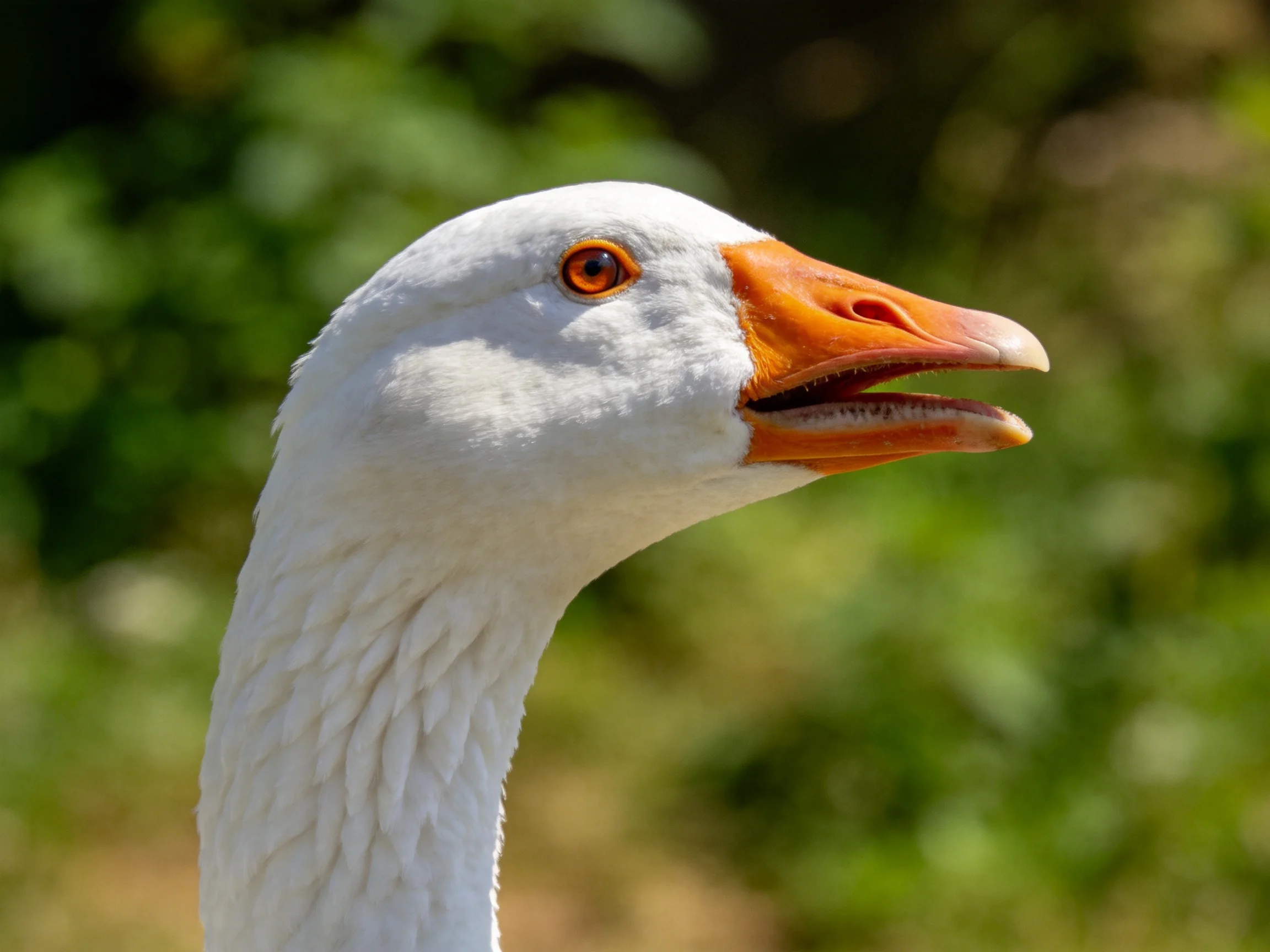 Close-up of a white goose with orange beak and reddish eye
