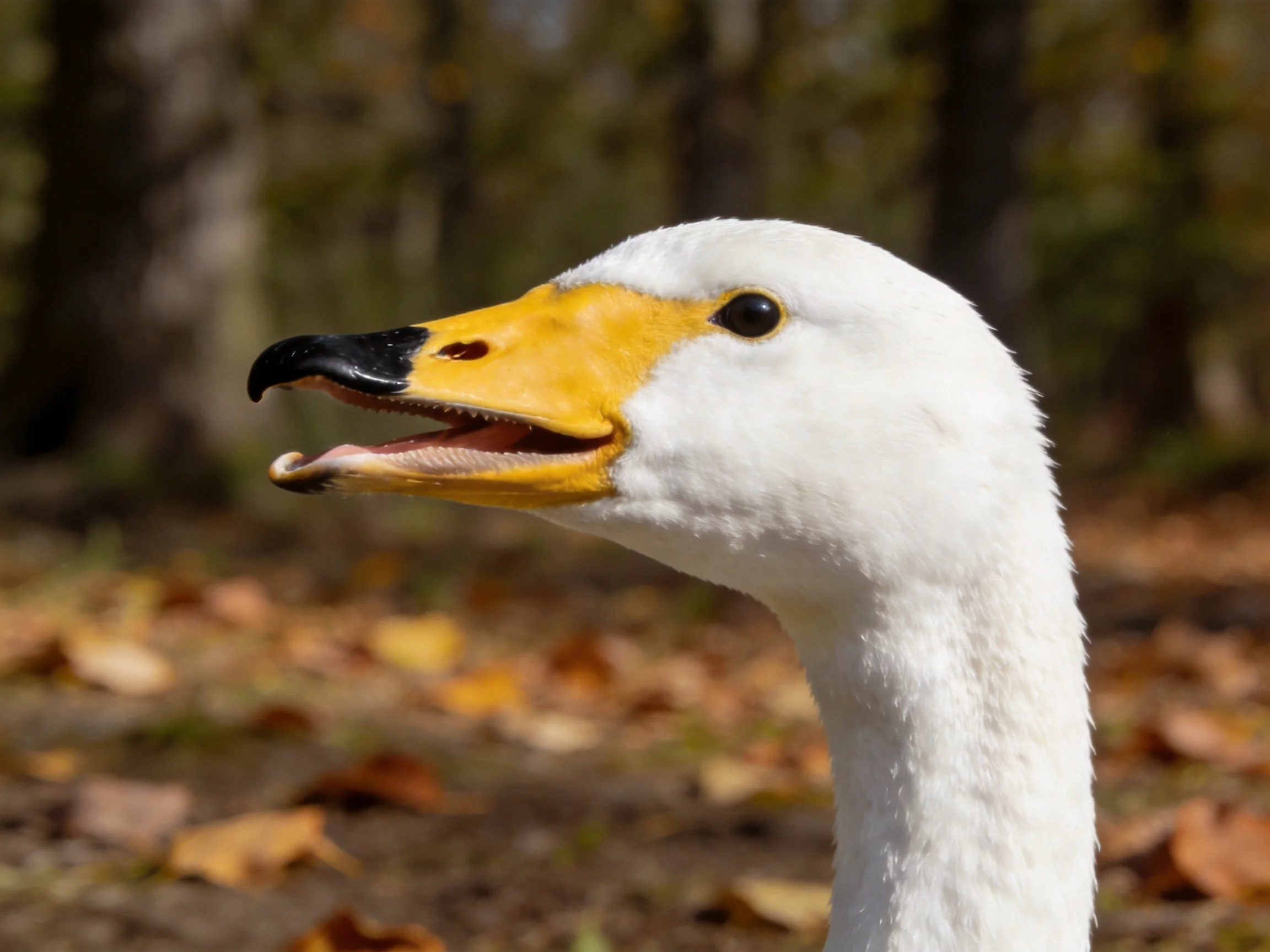 A white goose with a yellow beak is photographed up close near autumn leaves.