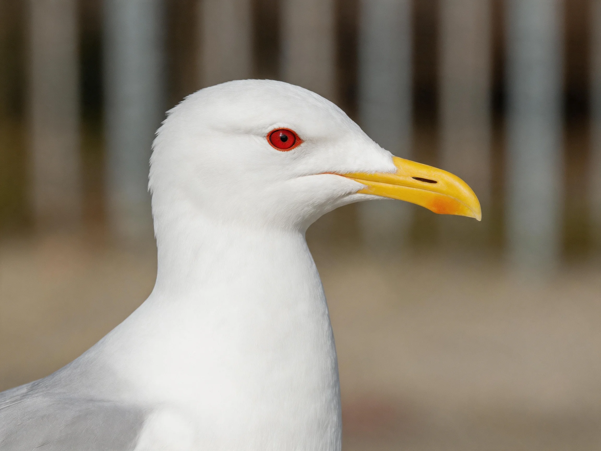 Close-up of a white-headed gull with yellow beak and red eye