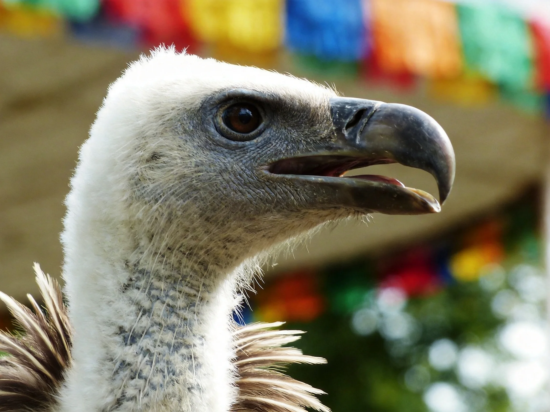 Close-up of a white-headed vulture near colorful flags