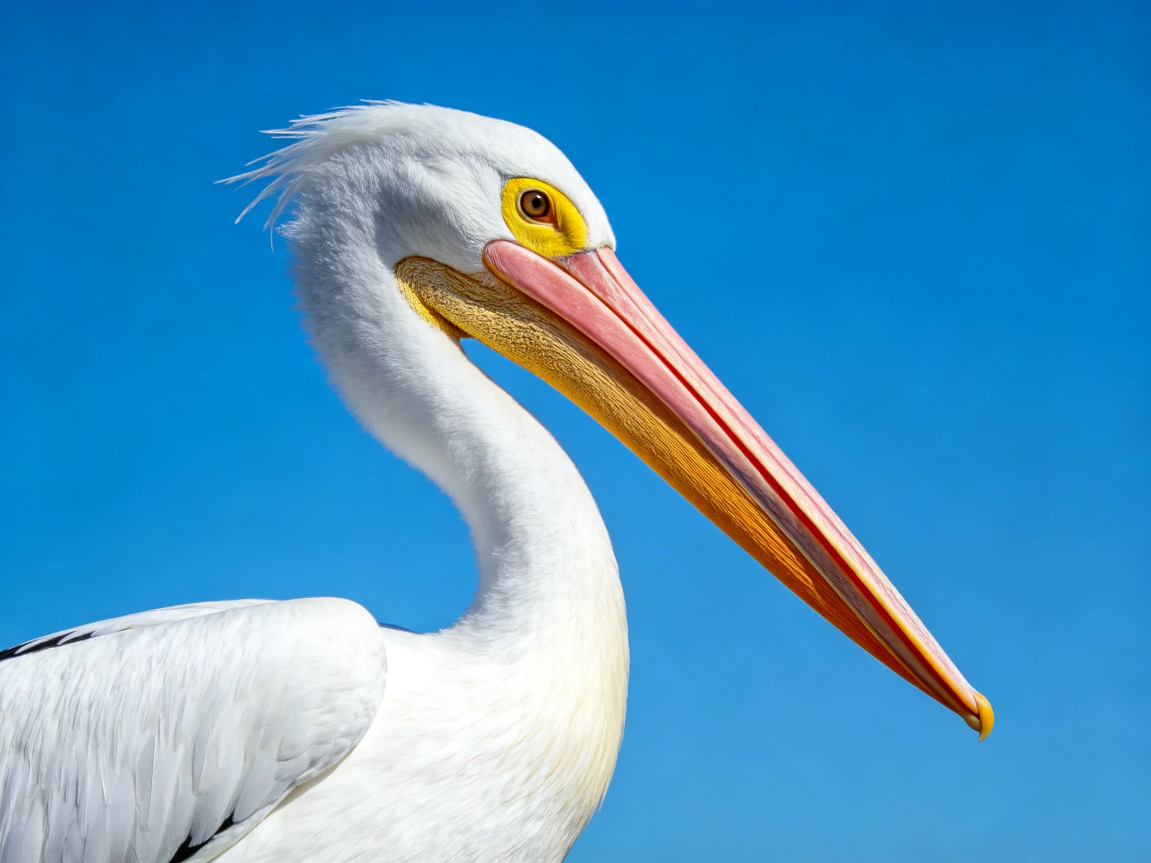 A close-up of a white pelican with a long beak against blue sky.