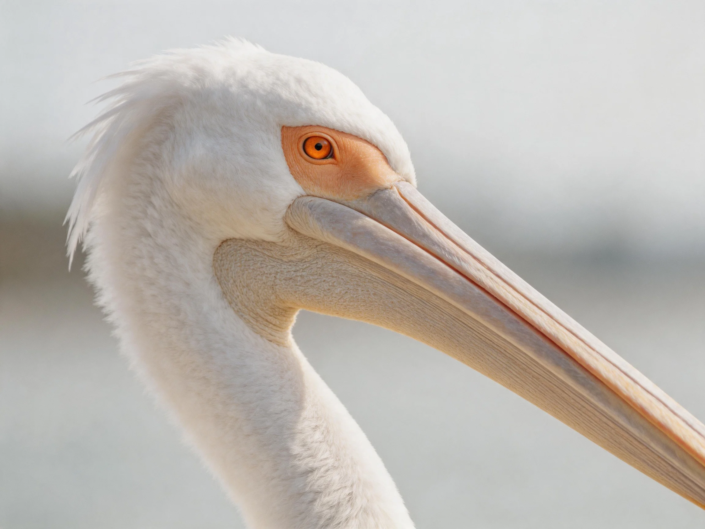 Close - up of a white pelican with orange eye and long beak