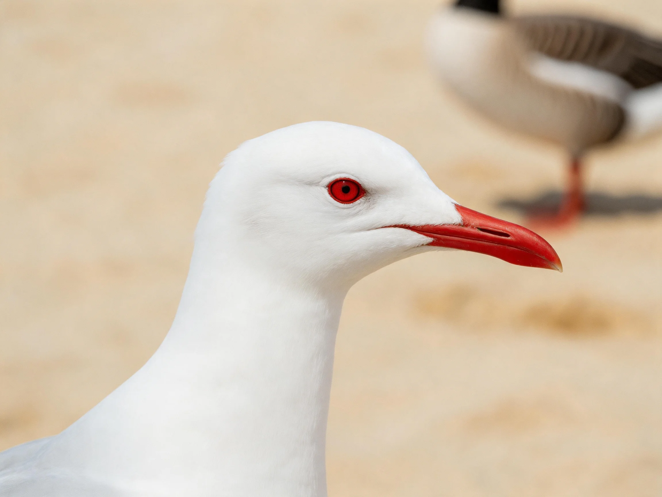 Close-up of a white seabird with red beak near a sandy shoreline