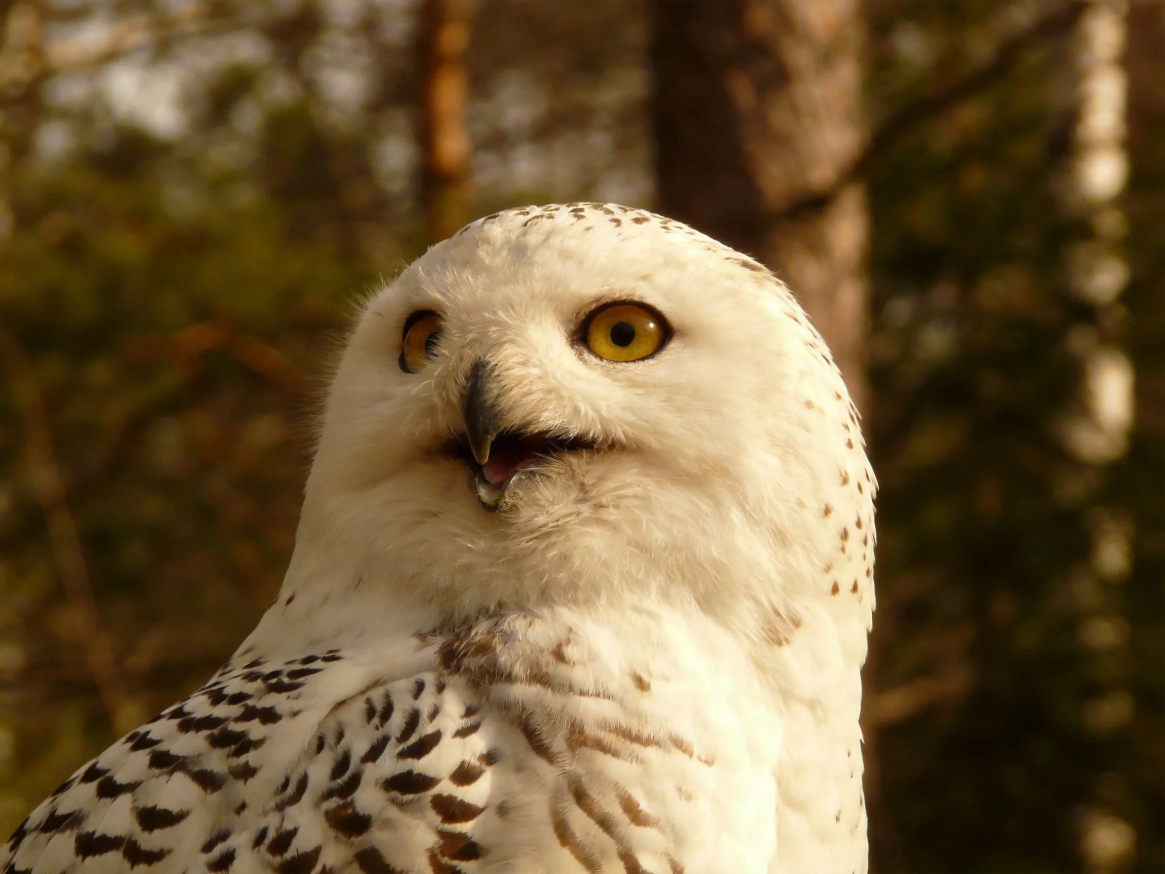 Close-up of a white snowy owl with bright yellow eyes