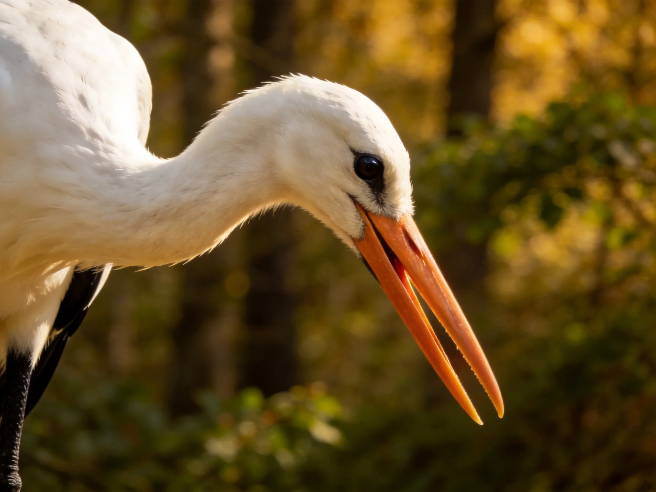 Close-up of a white stork showing its orange beak