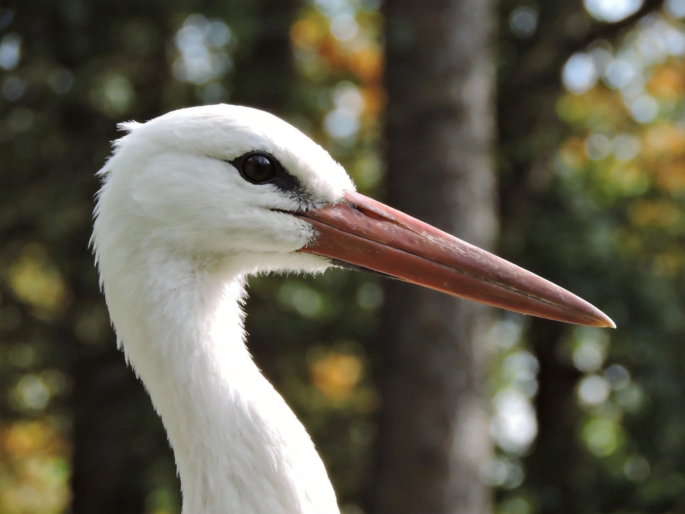 Close-up of a white stork with a long pink beak