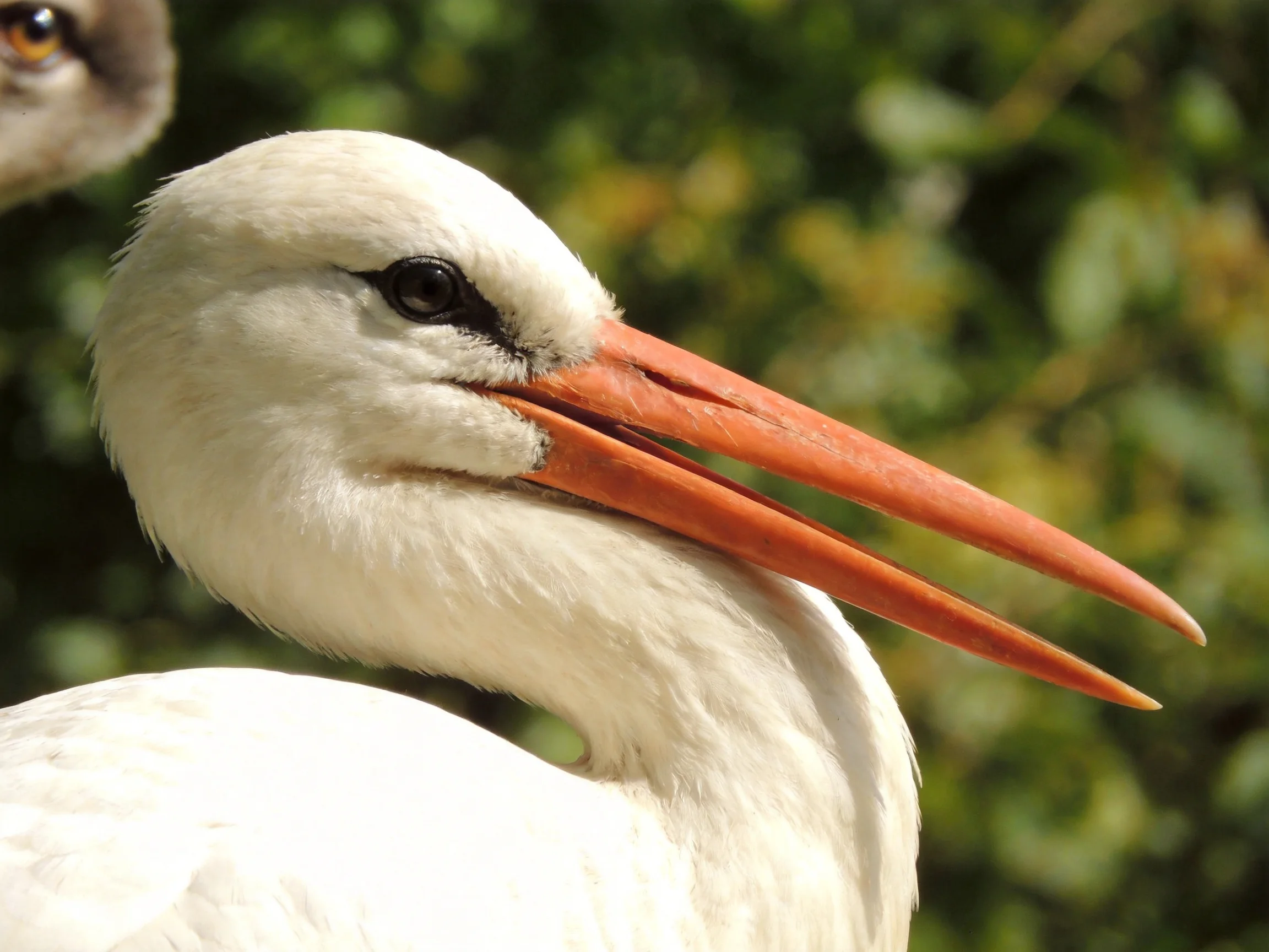 Close - up of a white stork with long orange beak