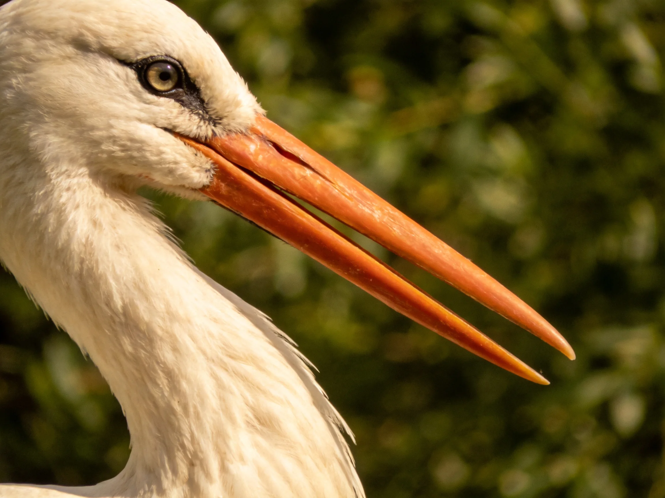 Close-up of a white stork with long orange beak