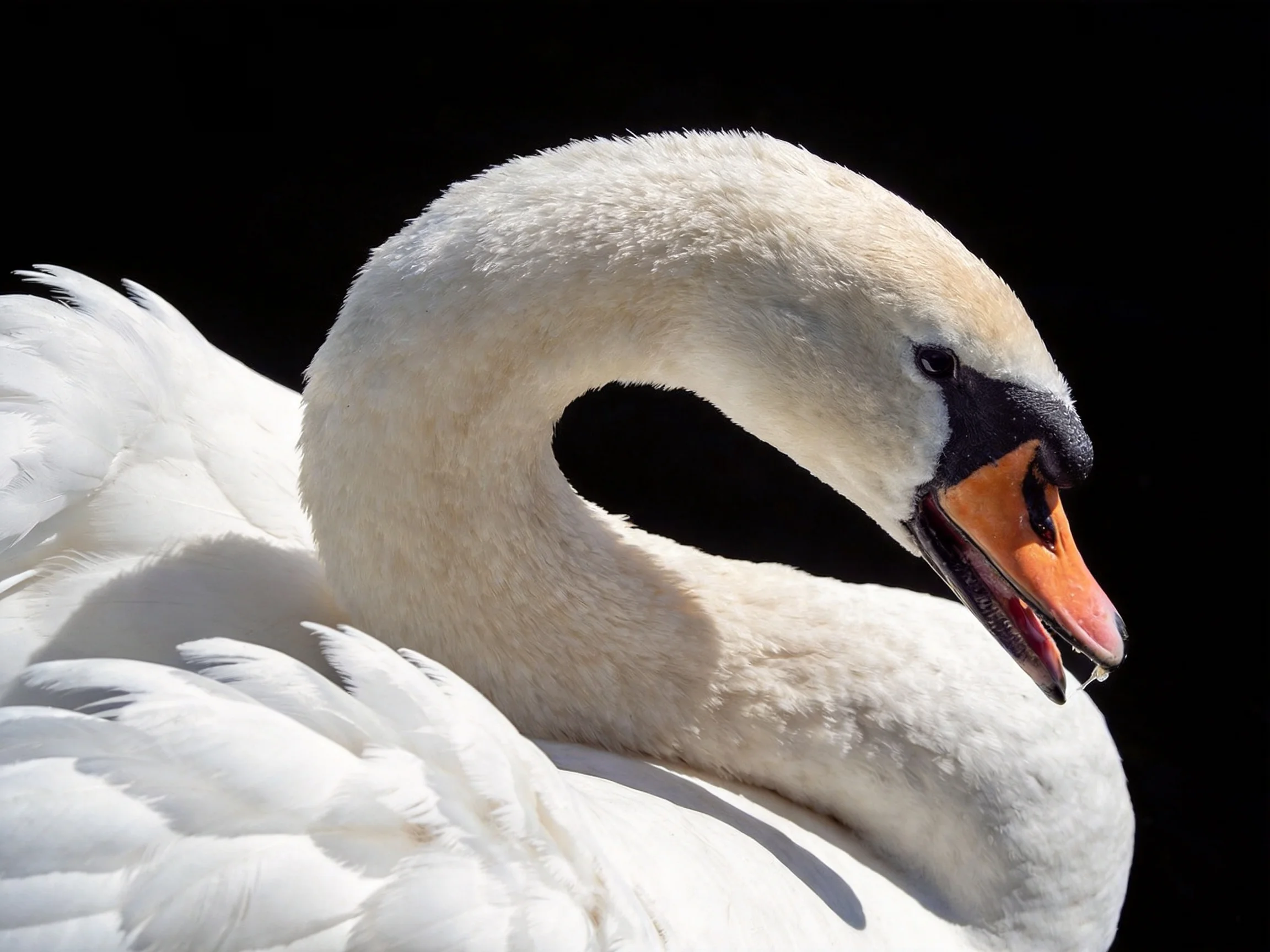 A white swan with an orange beak is shown up close against a dark background.
