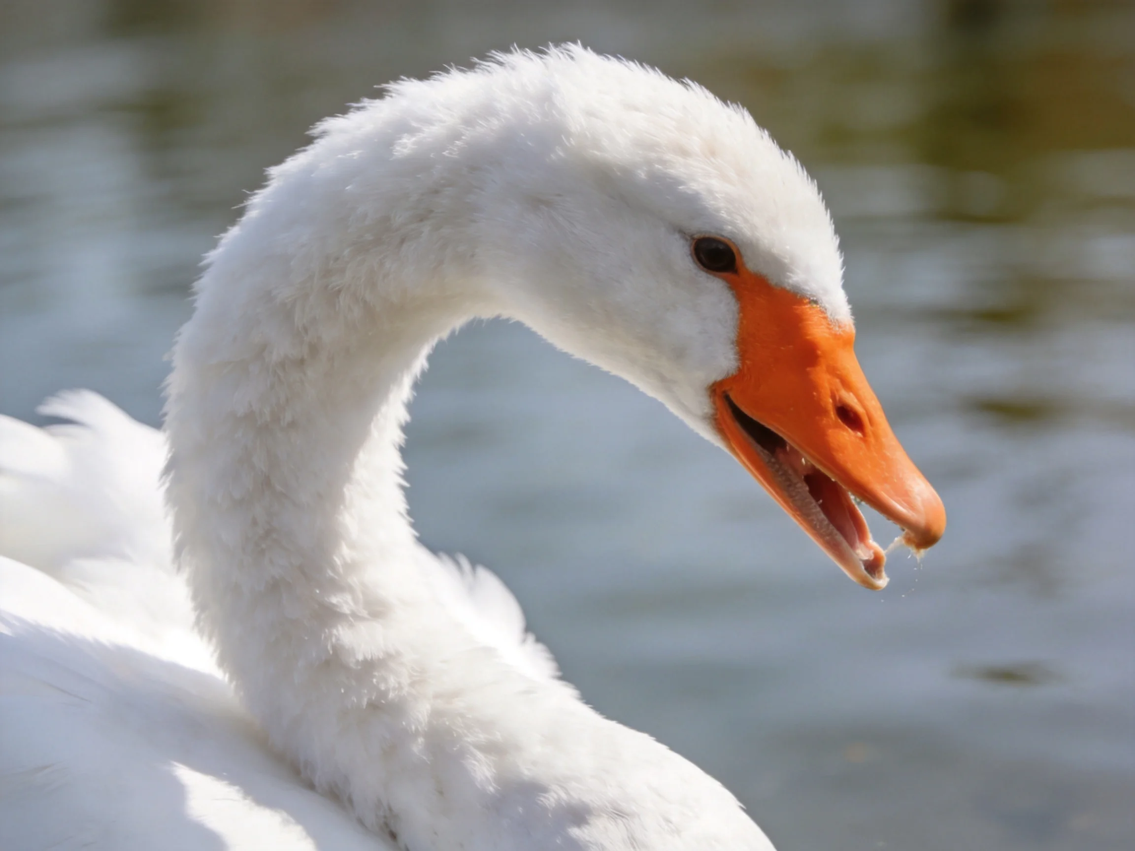 Close-up of a white swan with an orange beak by calm water