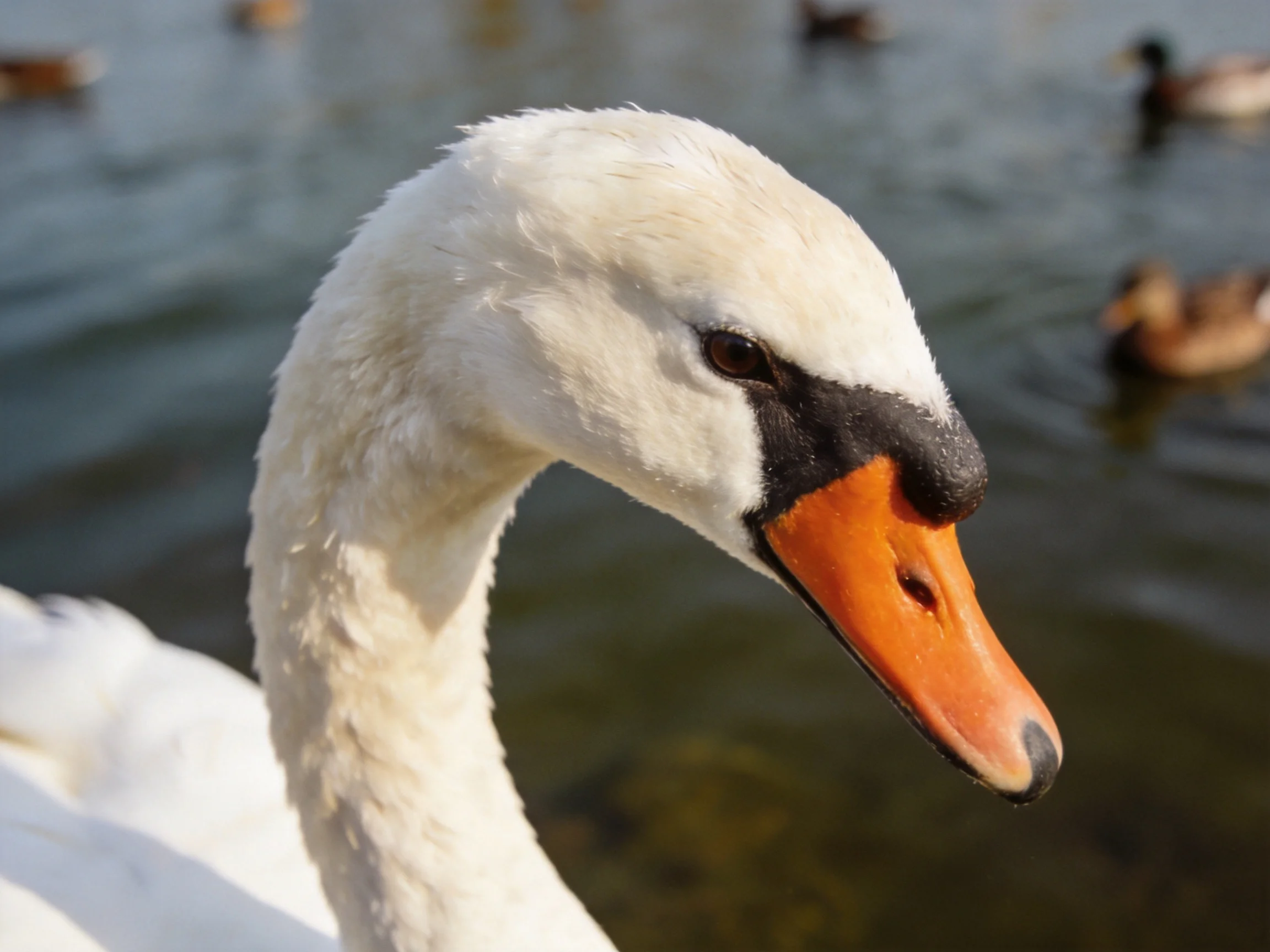 Close - up of a white swan with an orange beak near water with ducks
