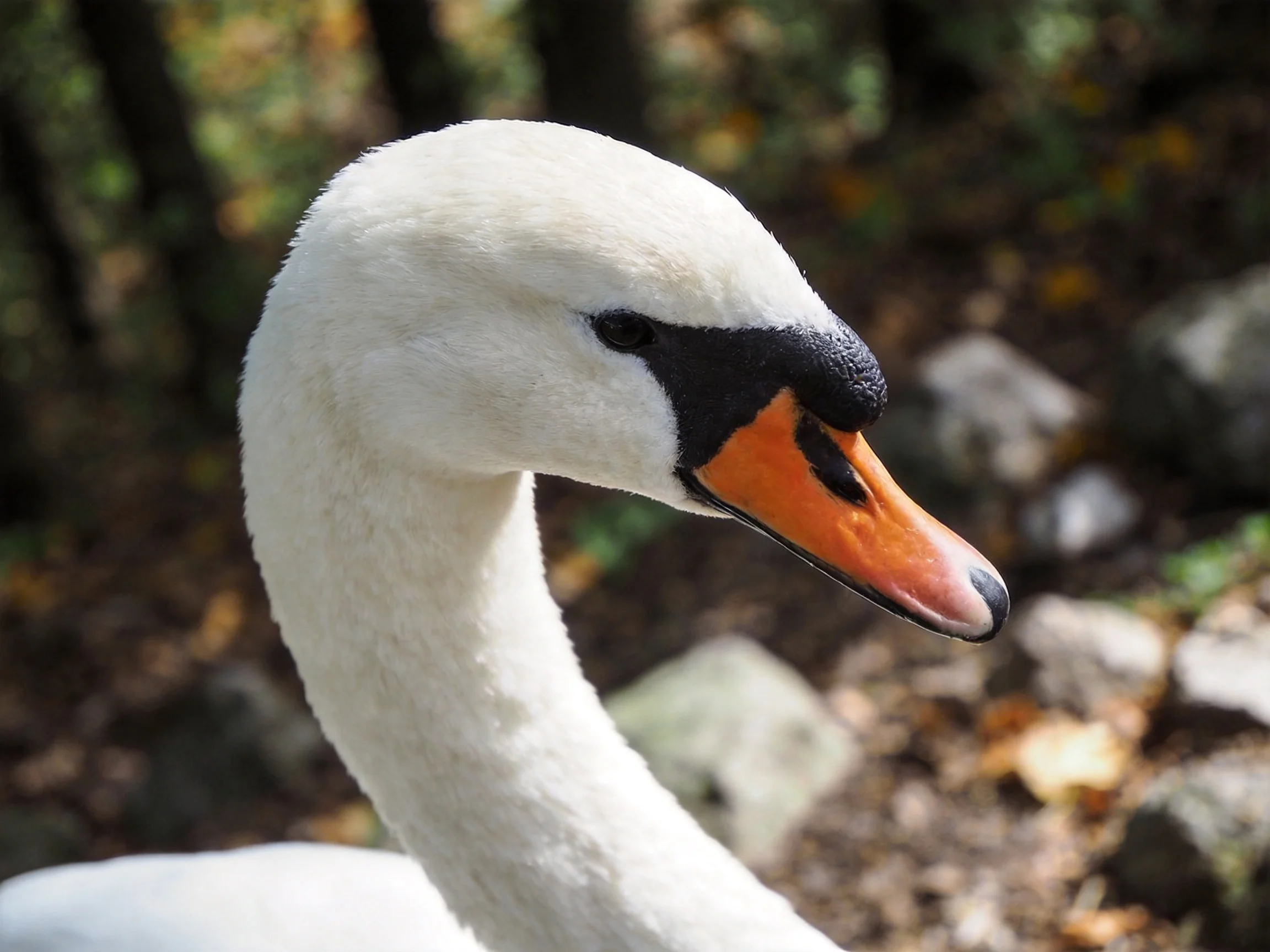 A close - up displays a swan’s white feathers, orange beak, and black facial details amid a blurred natural setting.