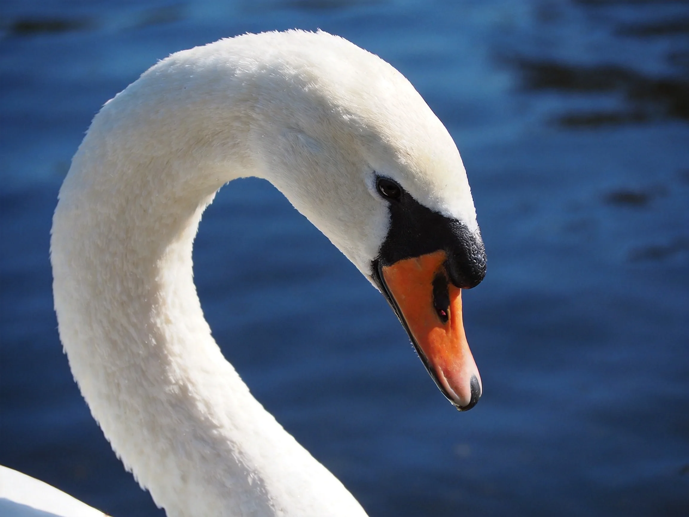 A close-up of a white swan with an orange beak near blue water.